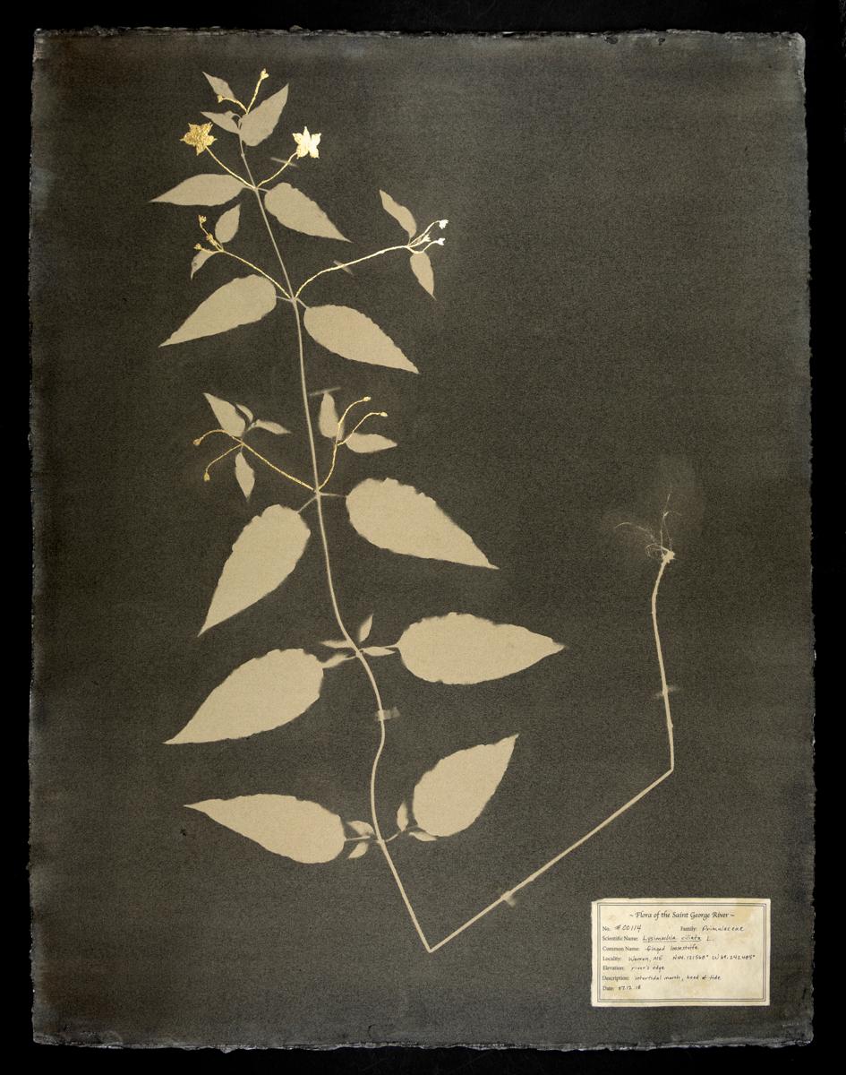 DM Witman Black and White Photograph - #00114 Lysimachia ciliata,  Unique photogram, gum bichromate, framed 