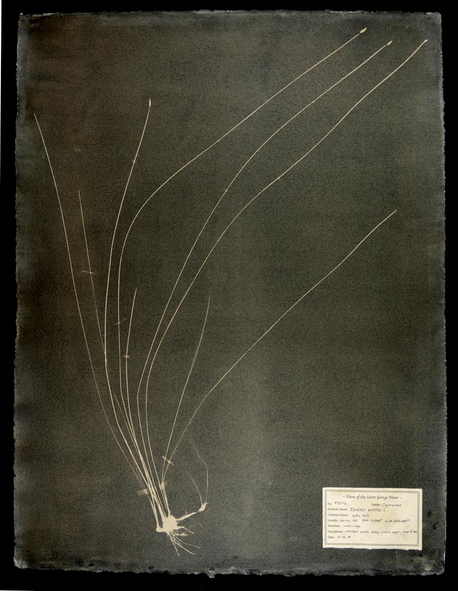 DM Witman Black and White Photograph – Eleocharis palustris, #00116,  Einzigartiges Fotogramm, Gummibichromat, gerahmt, gerahmt 