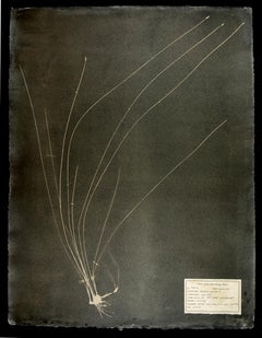 #00116 Eleocharis palustris,  Unique photogram, gum bichromate, framed 