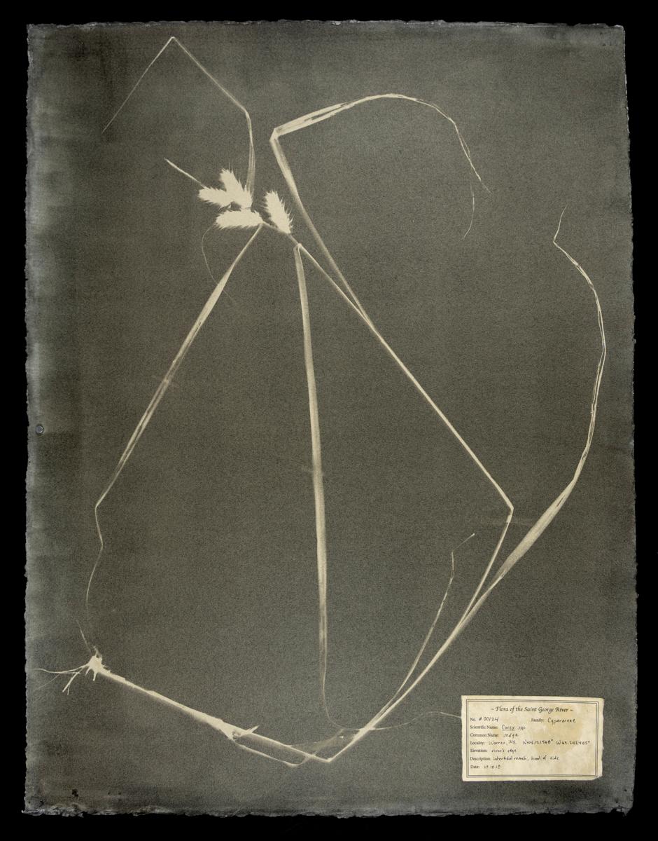 DM Witman Abstract Photograph - #00124 Carex spp,  Unique photogram, gum bichromate, framed 