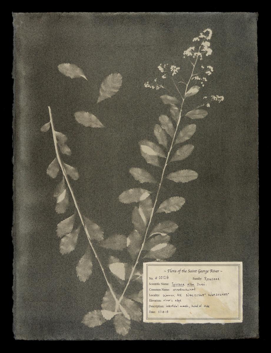 DM Witman Black and White Photograph – Spiraea alb, #00128,  Einzigartiges Fotogramm, Gummibichromat, gerahmt, gerahmt 