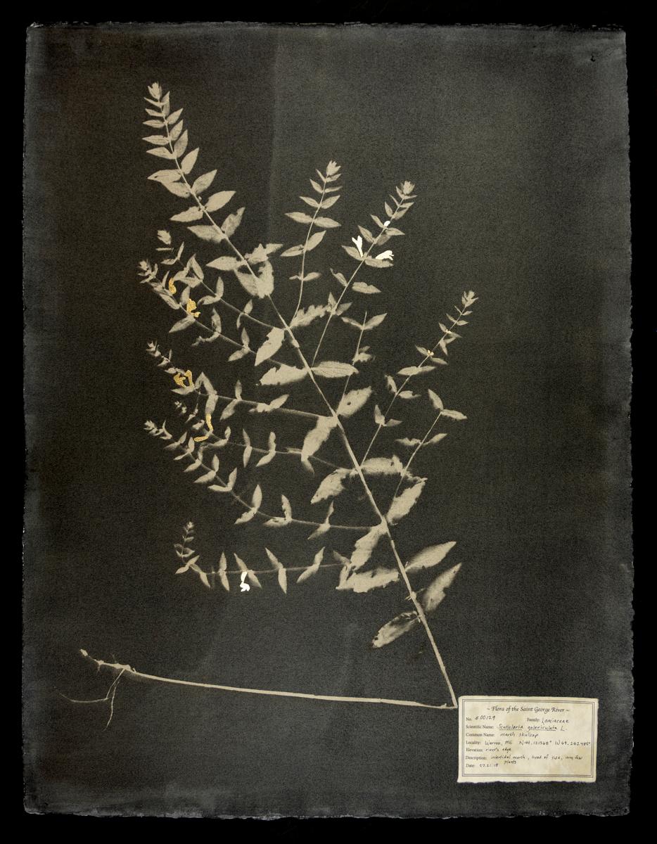 DM Witman Black and White Photograph – Scuttelaria galericulata, #00129,  Einzigartiges Fotogramm, Gummibichromat, gerahmt, gerahmt 