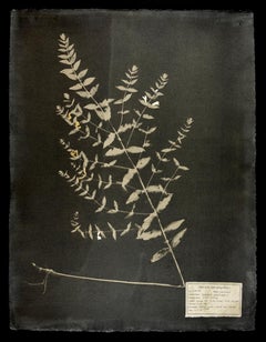 Used #00129 Scuttelaria galericulata,  Unique photogram, gum bichromate, framed 