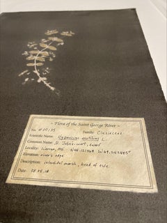 #00135 Hypericum mutillum, Unique photogram, gum bichromate, framed