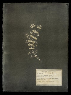 #00135 Hypericum mutillum, Unique photogram, gum bichromate, framed 