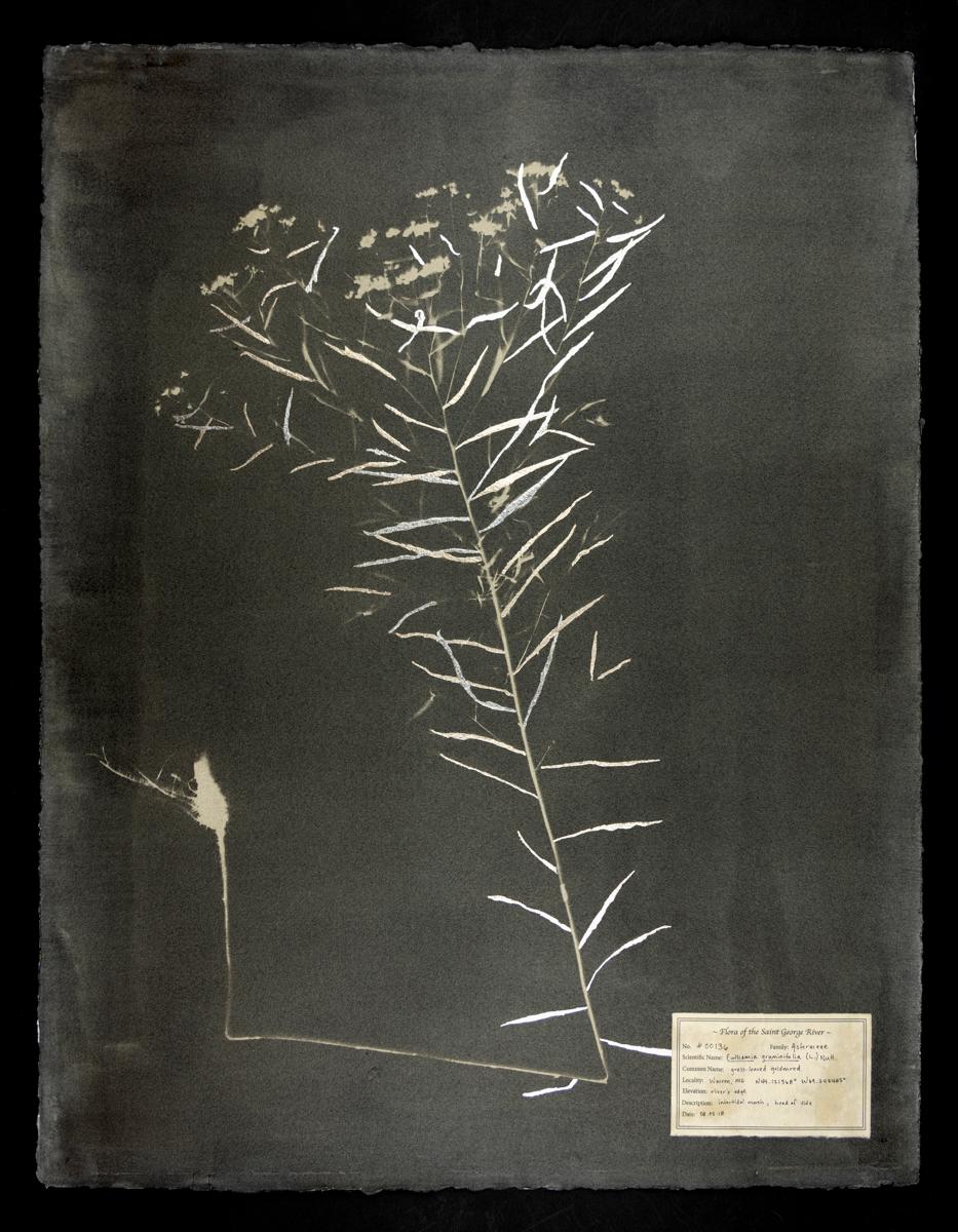 DM Witman Black and White Photograph – #00136 Euthamia Graminifolia,  Einzigartiges Fotogramm, Gummibichromat, gerahmt, gerahmt 