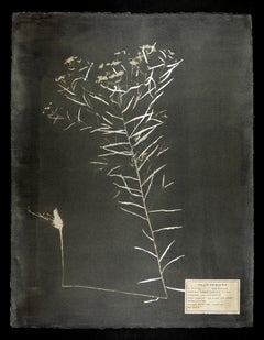 #00136 Euthamia gramminifolia,  Photogramme unique, gomme bichromatée, encadré 