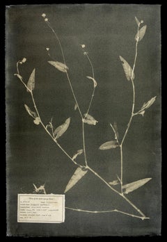 #00138 Polygonum sagittatum,  Unique photogram, gum bichromate, framed 