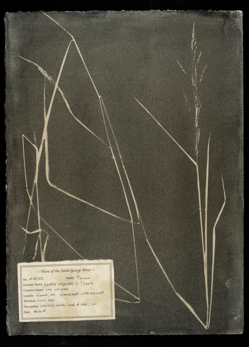 #00142 Leersia oryzoides,  Unique photogram, gum bichromate, framed 