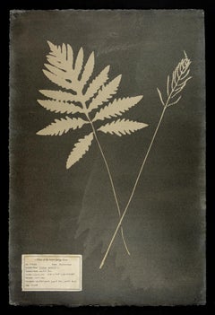 #00146 Onoclea sensibilis,  Unique photogram, gum bichromate, framed