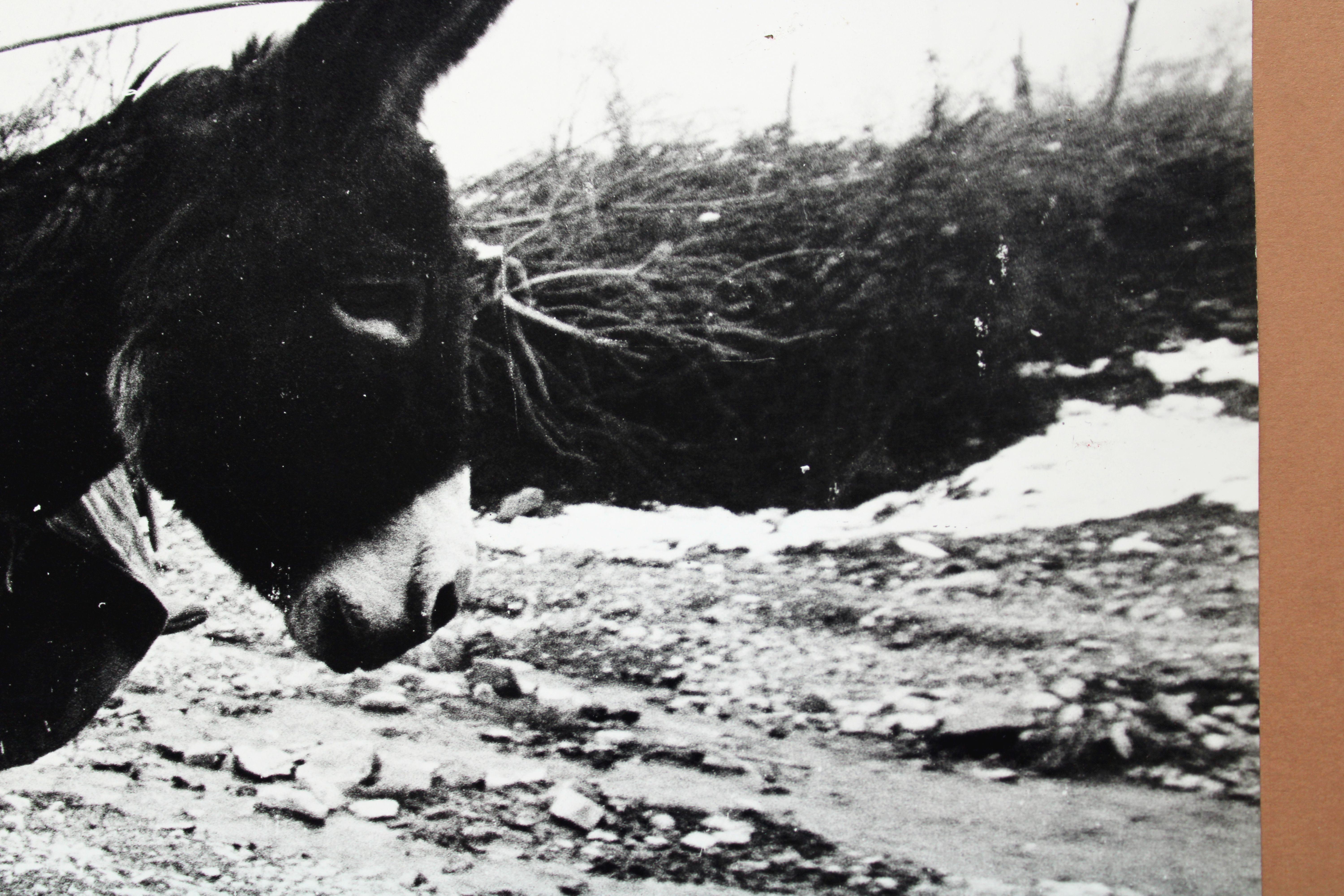 Photography - Boy on the donkey at mountains. 1979. 30x40 cm For Sale 7