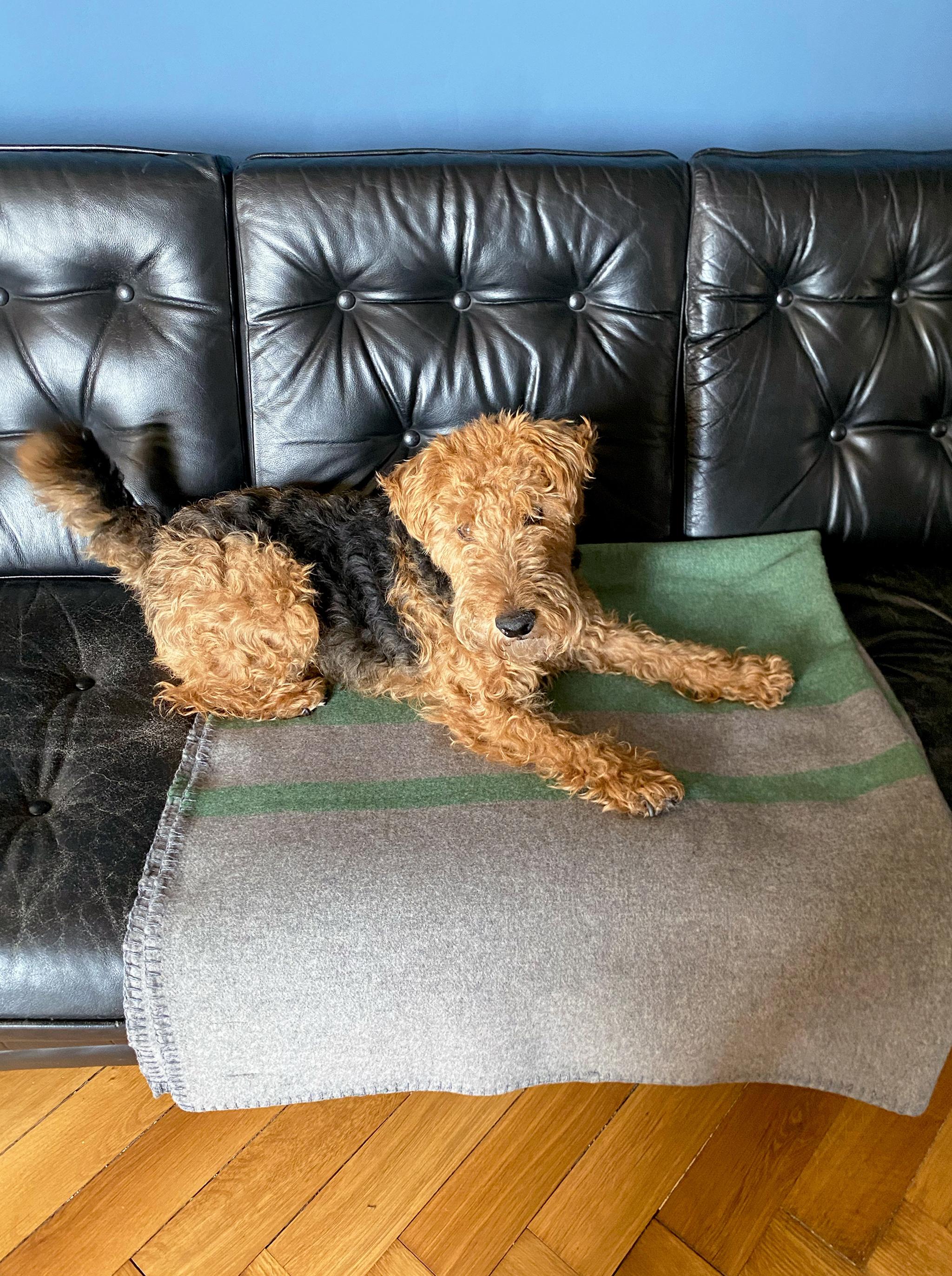 Designed in Berlin by Catharina Mende, woven of 100% merino wool in Italy. Luxury and design for pets: this gently washable, grey green colored blanket made of soft wool is the perfect accessory for your four-legged friends. Happy dog, happy life!