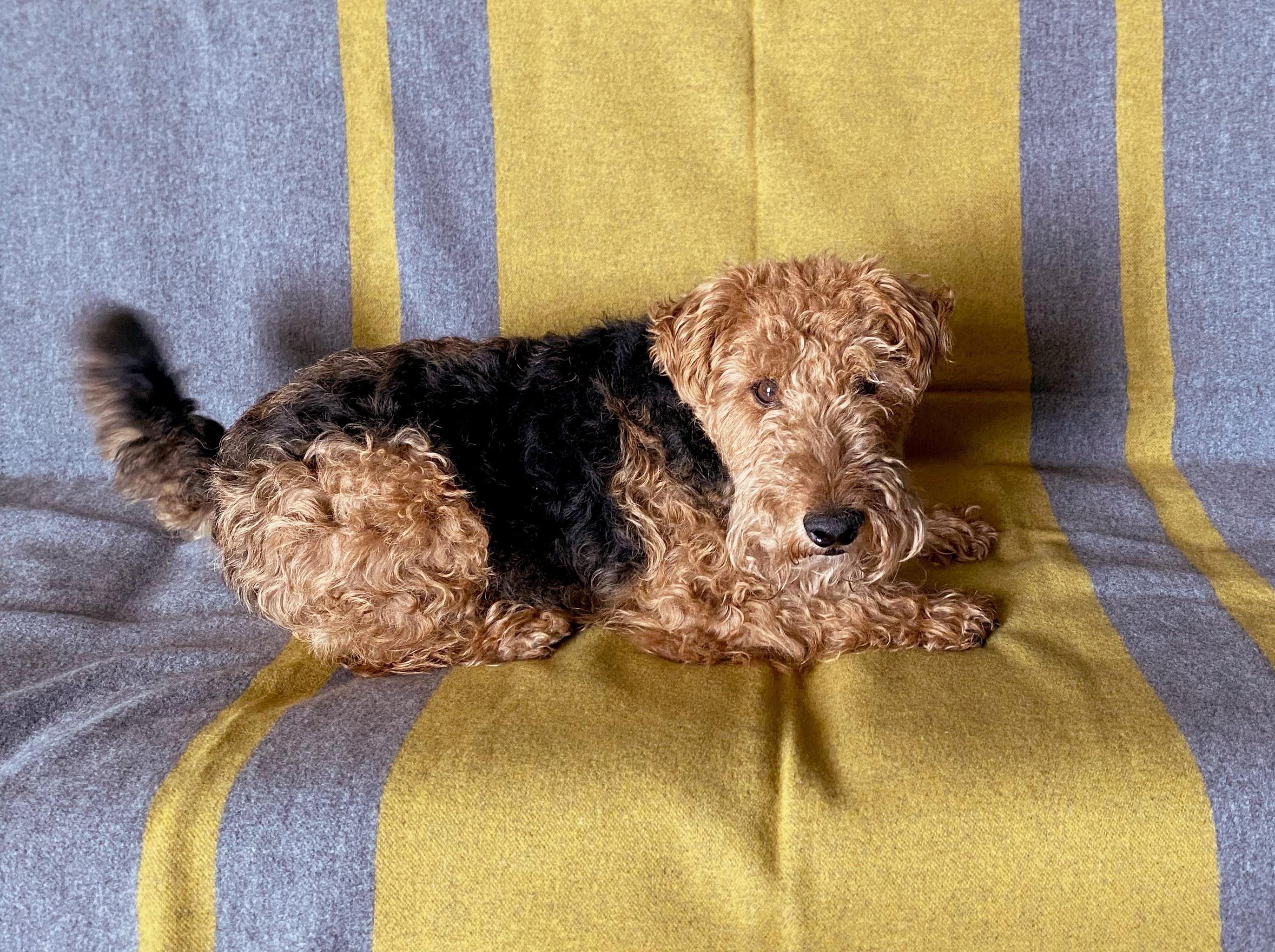 Designed in Berlin by Catharina Mende, woven of 100% merino wool in Italy. Luxury and design for pets: this gently washable, grey and yellow colored blanket made of soft wool is the perfect accessory for your four-legged friends. Happy dog, happy