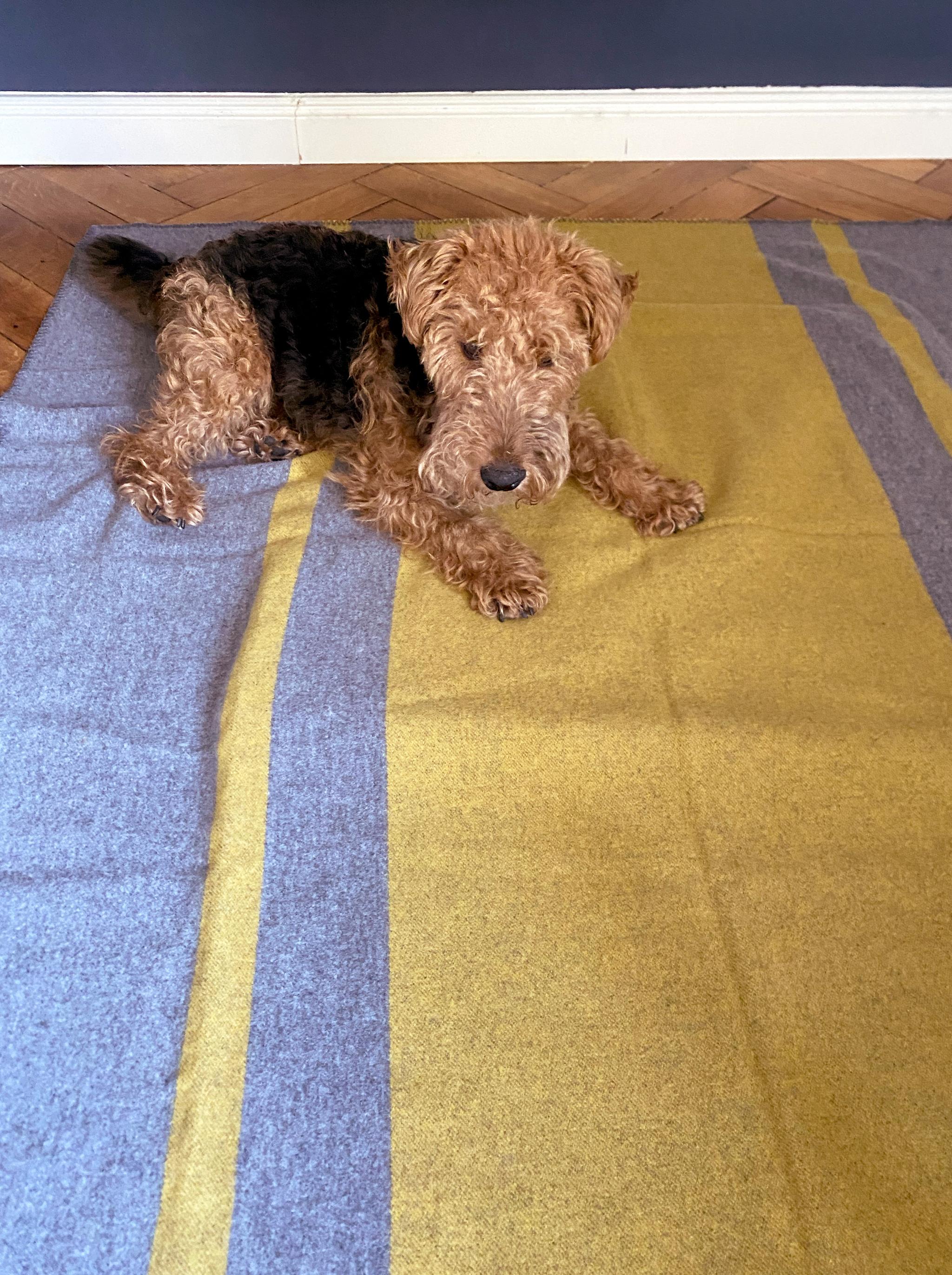 Modern Dog Blanket Yellow Grey Woven of Merino Wool by Catharina Mende For Sale