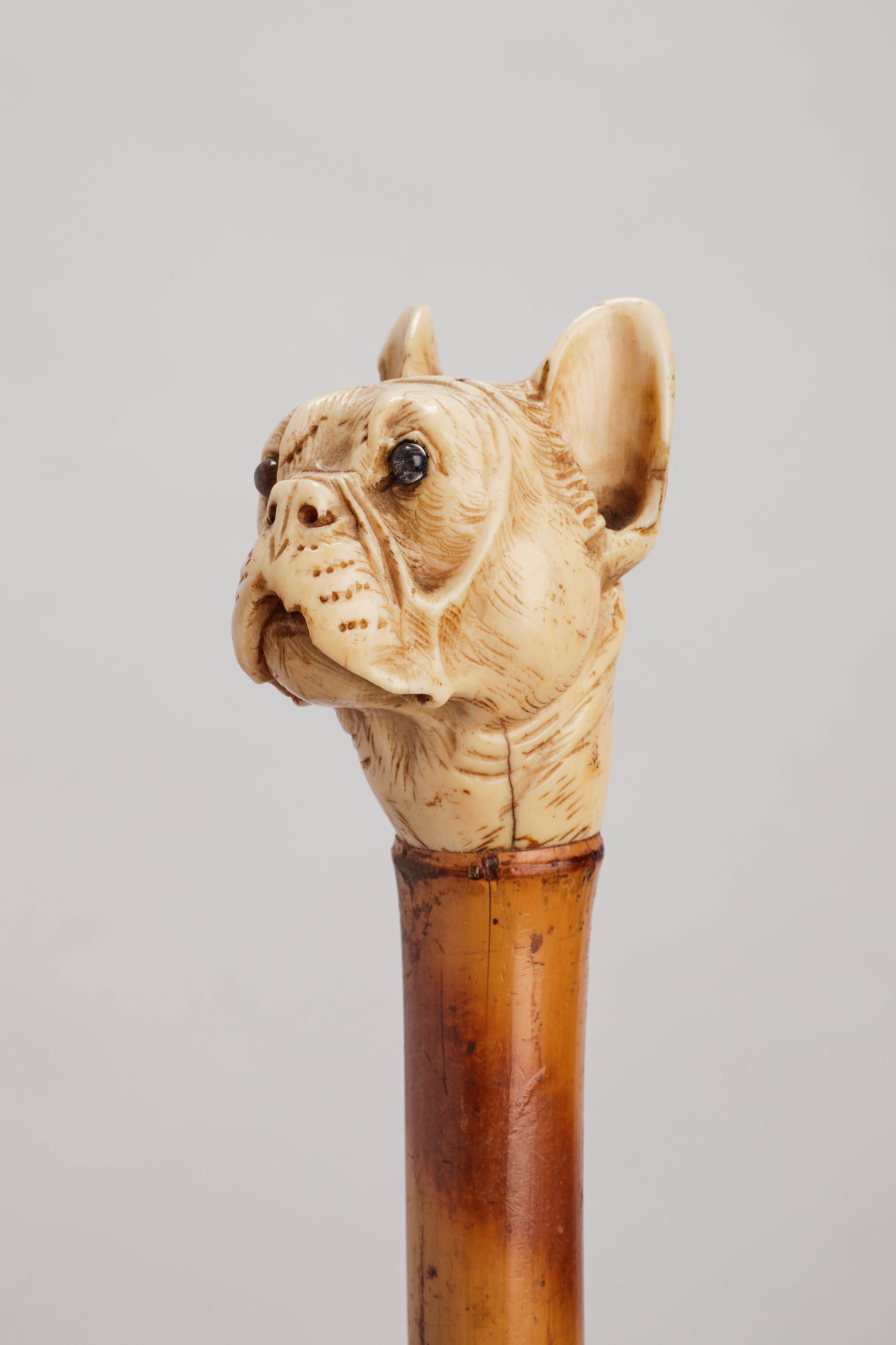 Dog ivory carved handle walking depicting a French buldog head, France 1890.  In Good Condition For Sale In Milan, IT