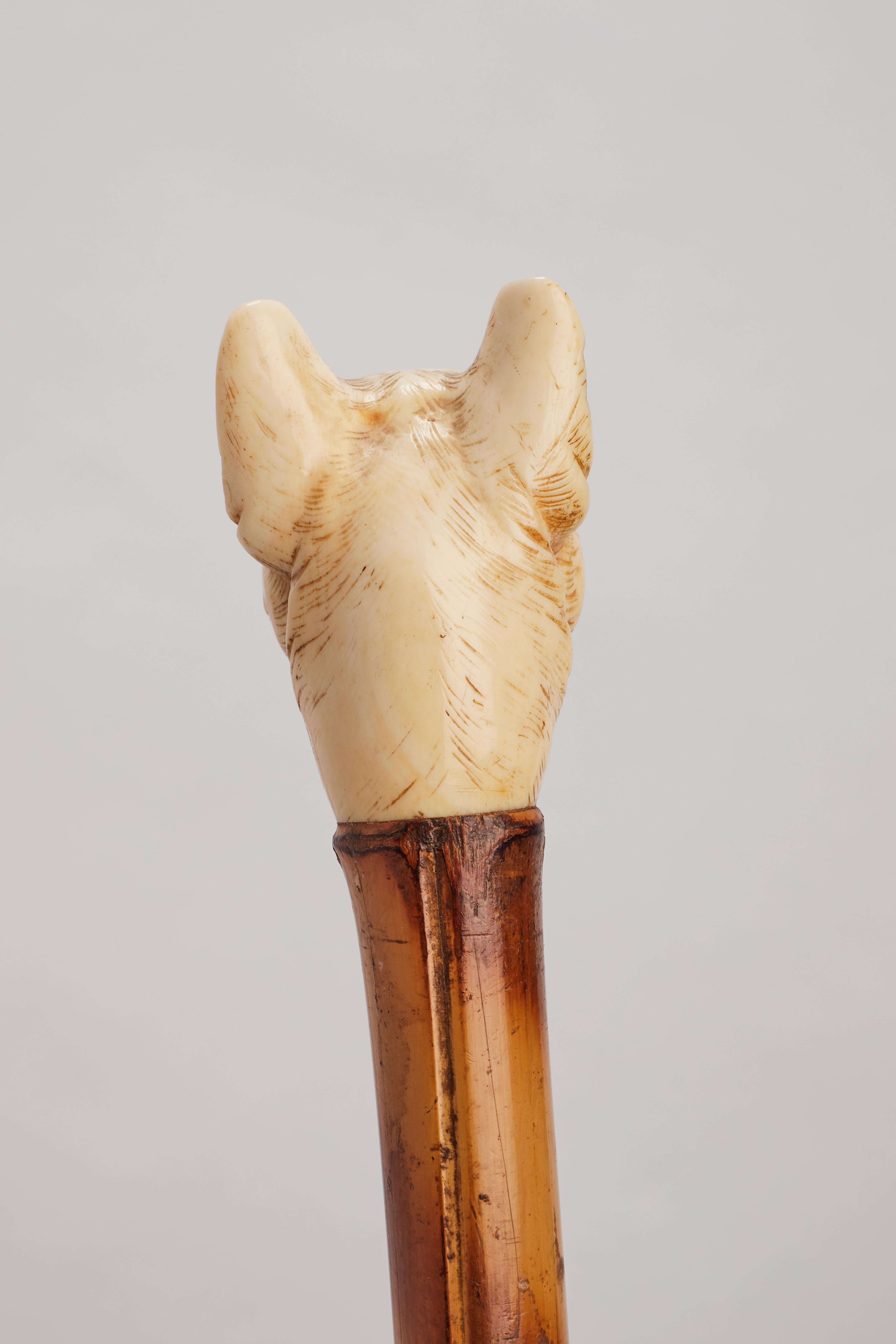 Dog ivory carved handle walking depicting a French buldog head, France 1890.  For Sale 1