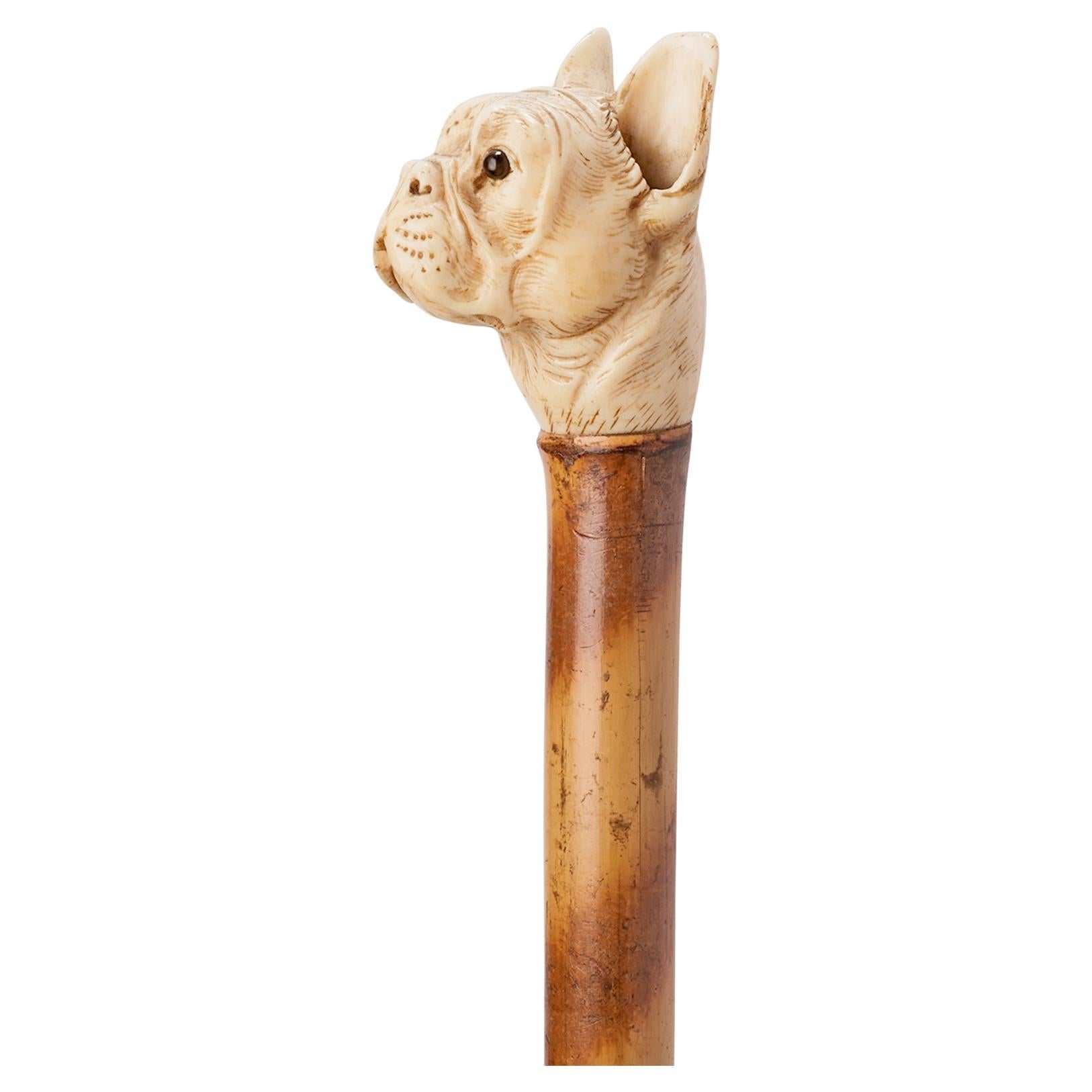 Dog ivory carved handle walking depicting a French buldog head, France 1890.