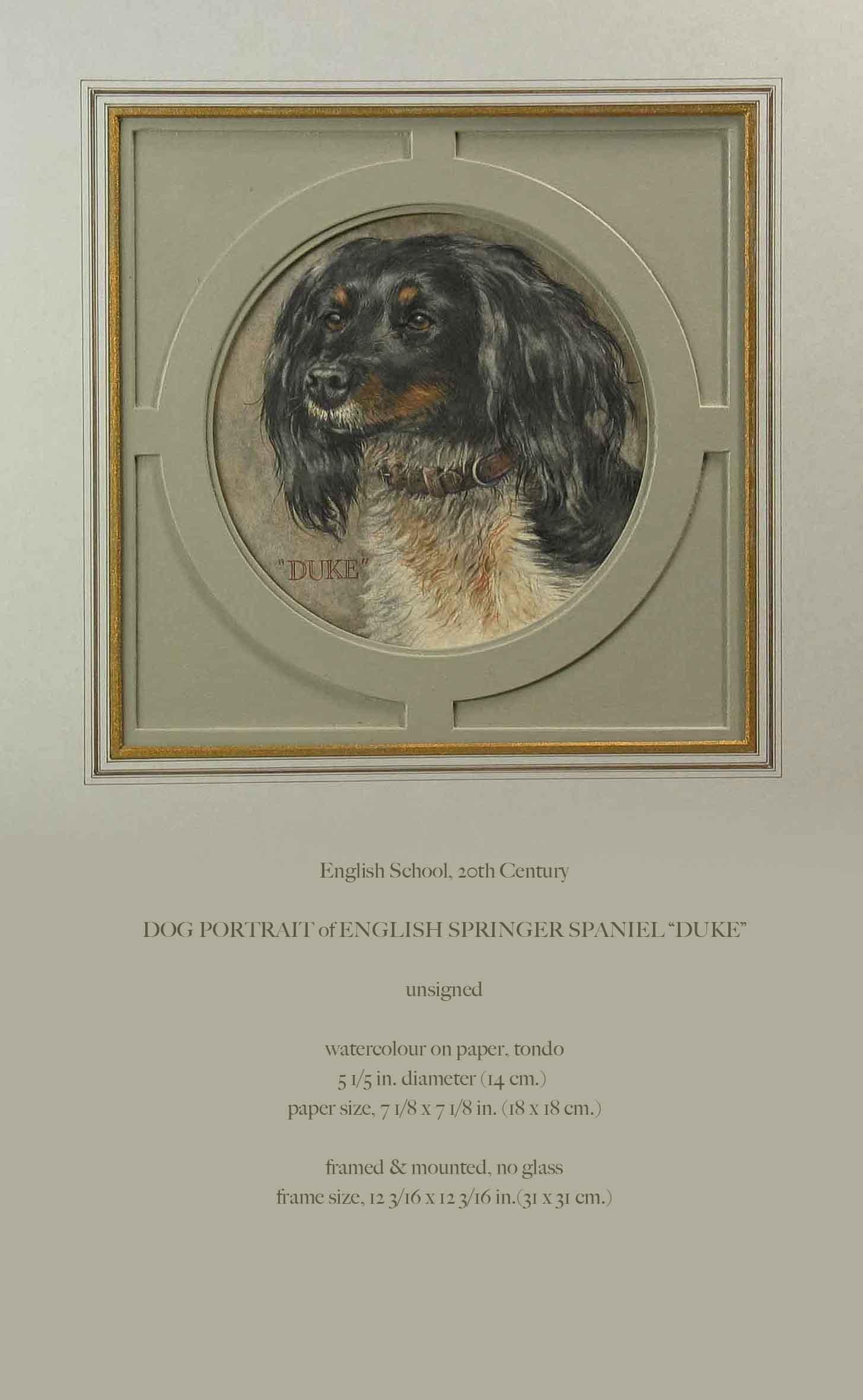 A dog portrait of English Springer Spaniel 