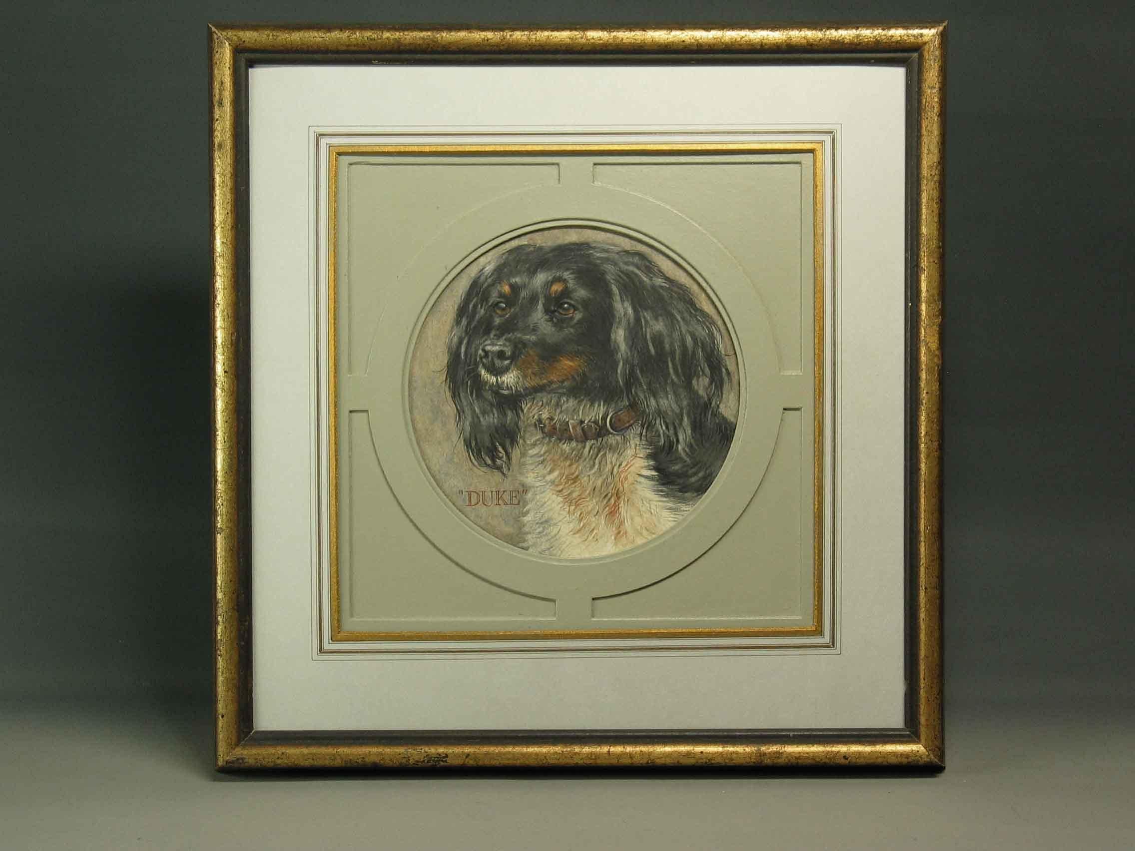 Dog Portrait of English Springer Spaniel 