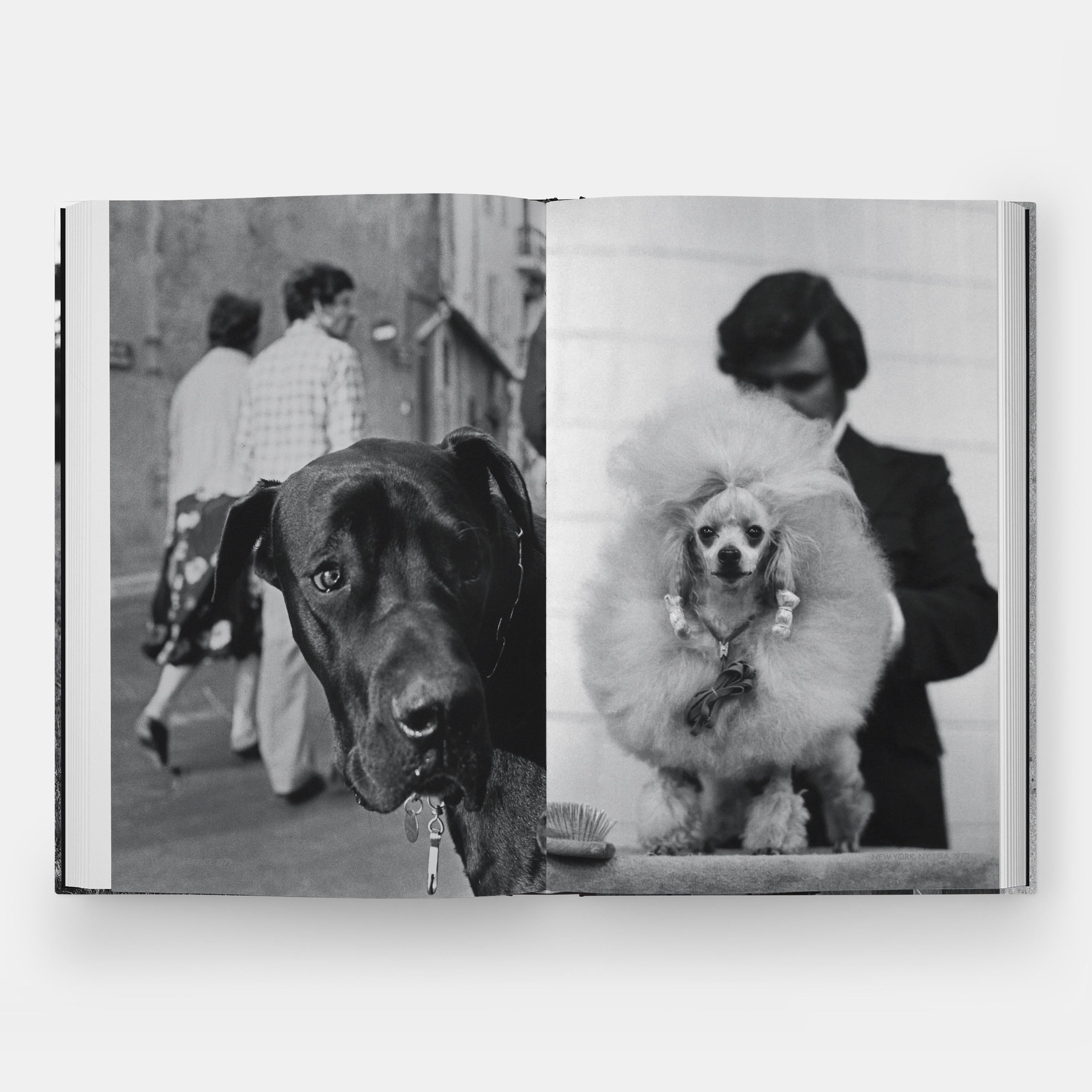 DogDogs For Sale 7