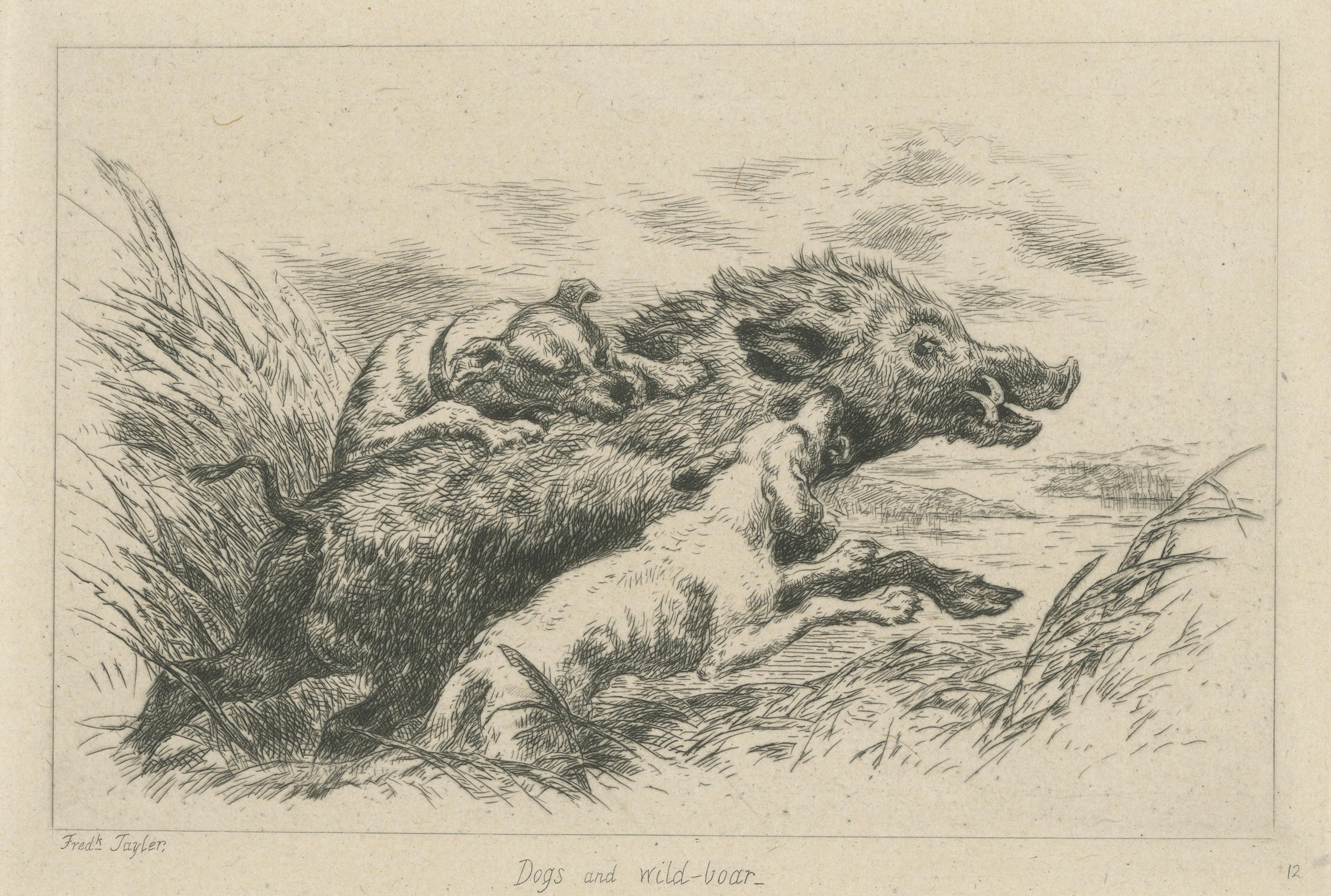 Dogs Attacking a Wild Boar, Dramatic Sporting Etching by J.F. Tayler, 1872