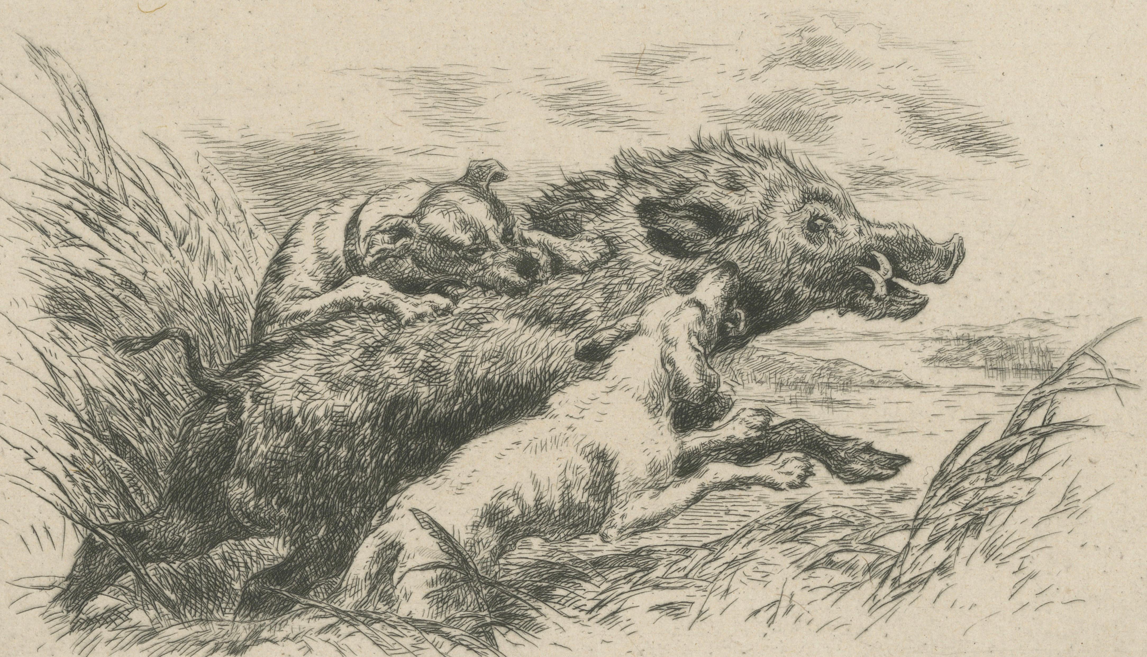 Dogs Attacking a Wild Boar, Dramatic Sporting Etching by J.F. Tayler, 1872