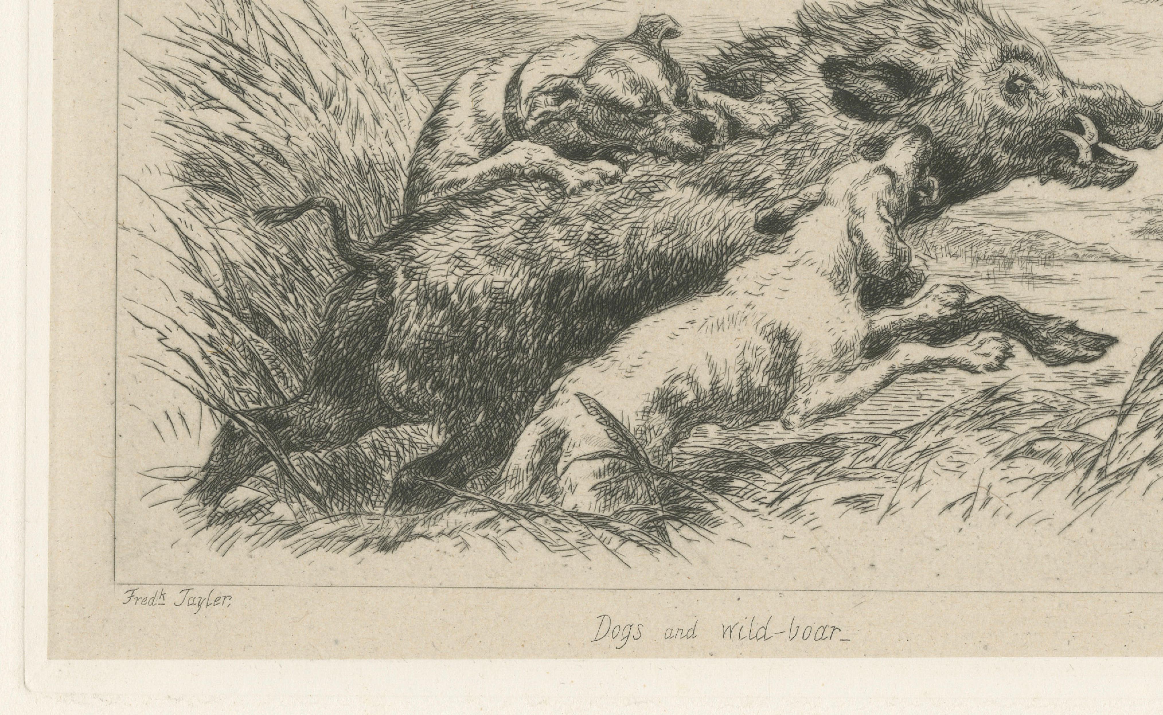Dogs Attacking a Wild Boar, Dramatic Sporting Etching by J.F. Tayler, 1872