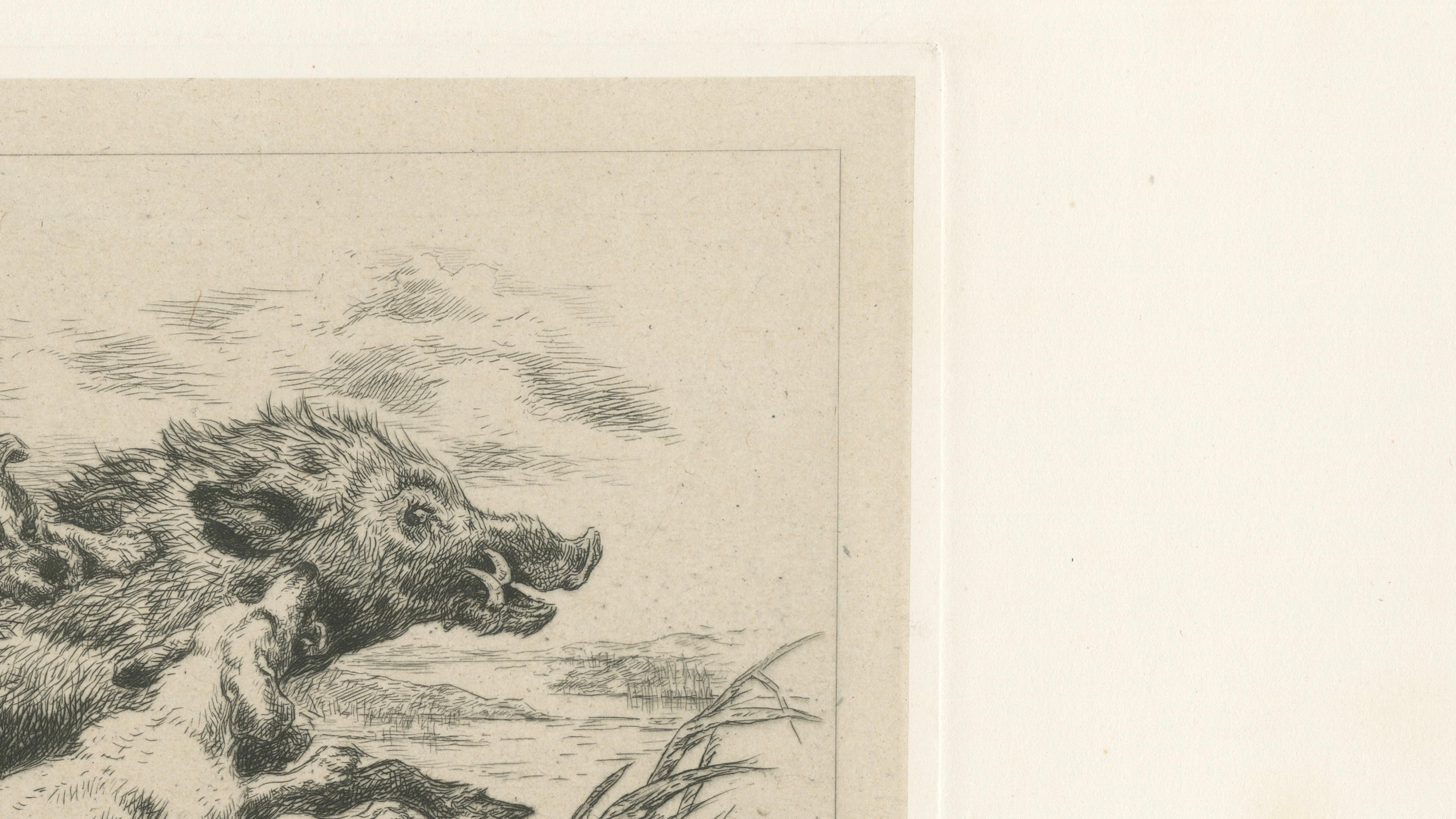 Dogs Attacking a Wild Boar, Dramatic Sporting Etching by J.F. Tayler, 1872