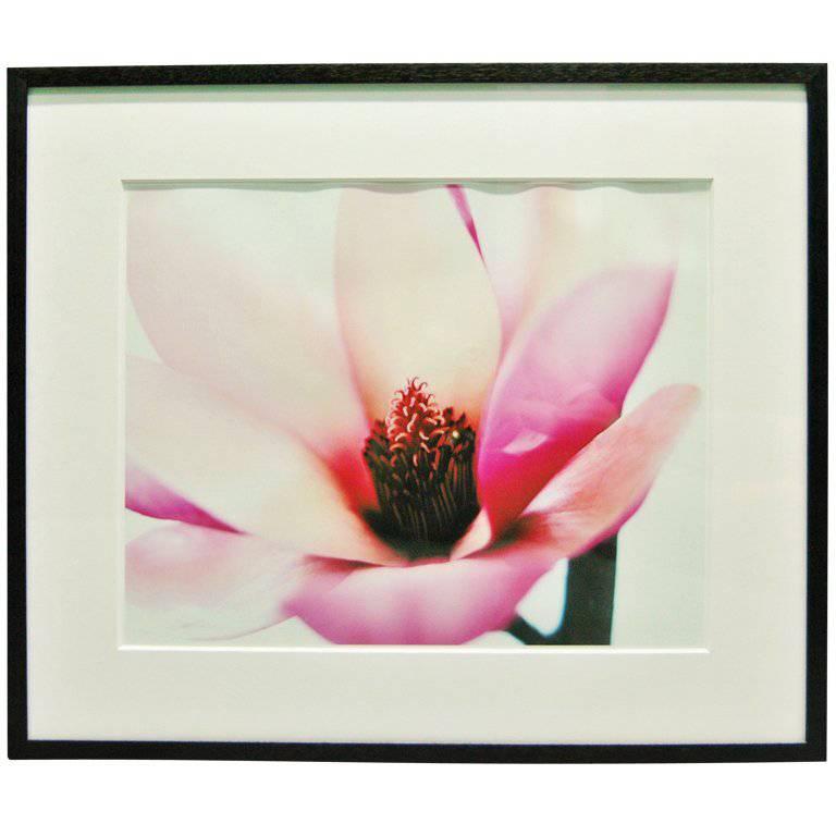 "Dogwood" Photograph by Sung An For Sale