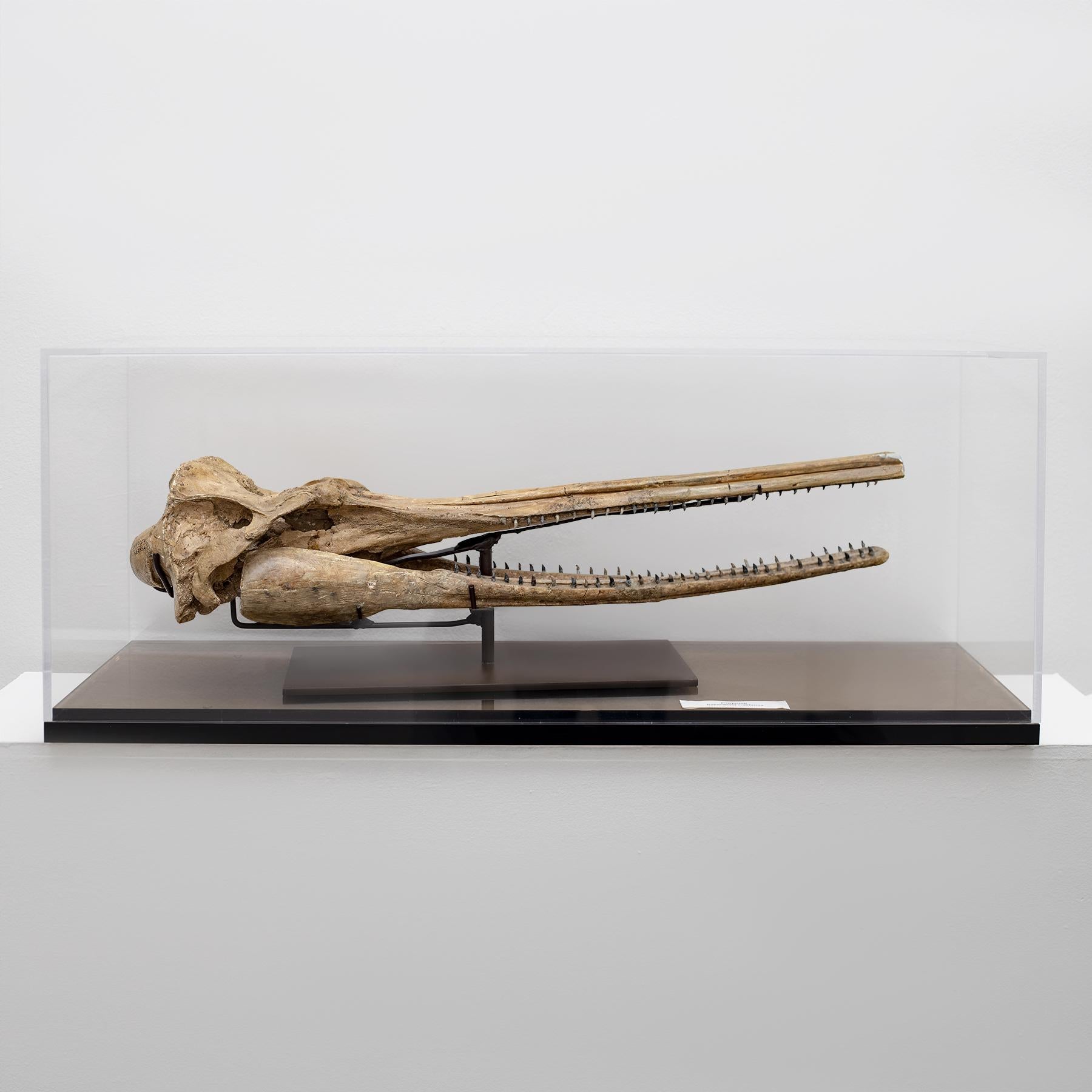 Dolphin Fossil Skull
Porpoise Bakersfield California
Miocene Period (15 Million Years Old) 
in Acrylic custom case

Porpoise, is a group of aquatic mammals similar appearance to the dolphins. They are, however, more closely related to narwhals