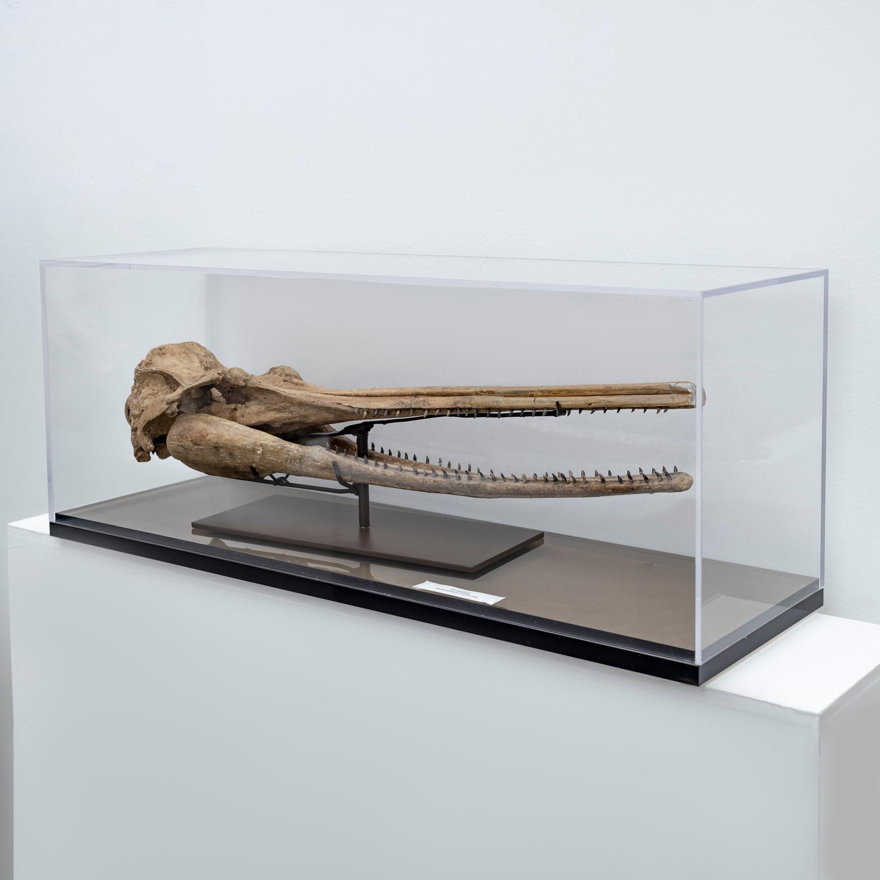 dolphin skull price