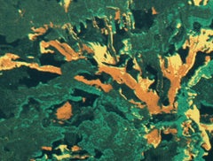 Wind White Leaves, Abstract Screenprint by Domenick Turturro