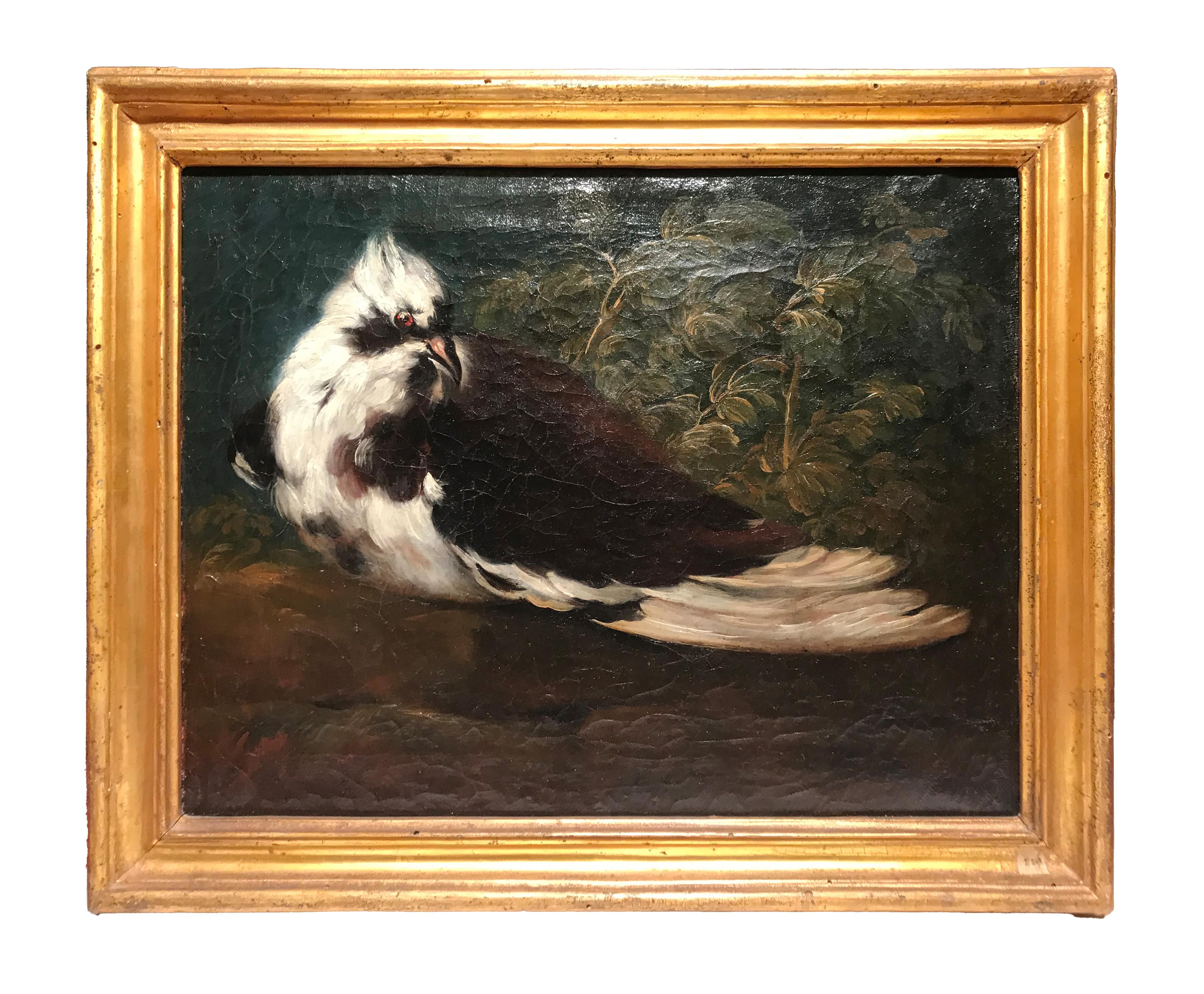 18th-17th Century by Domenico Guidobono Living nature with pigeon Oil on canvas im Angebot 1