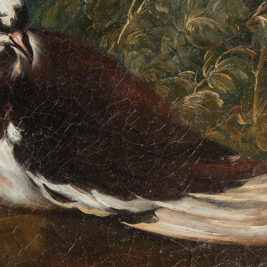 18th-17th Century by Domenico Guidobono Living nature with pigeon Oil on canvas im Angebot 5