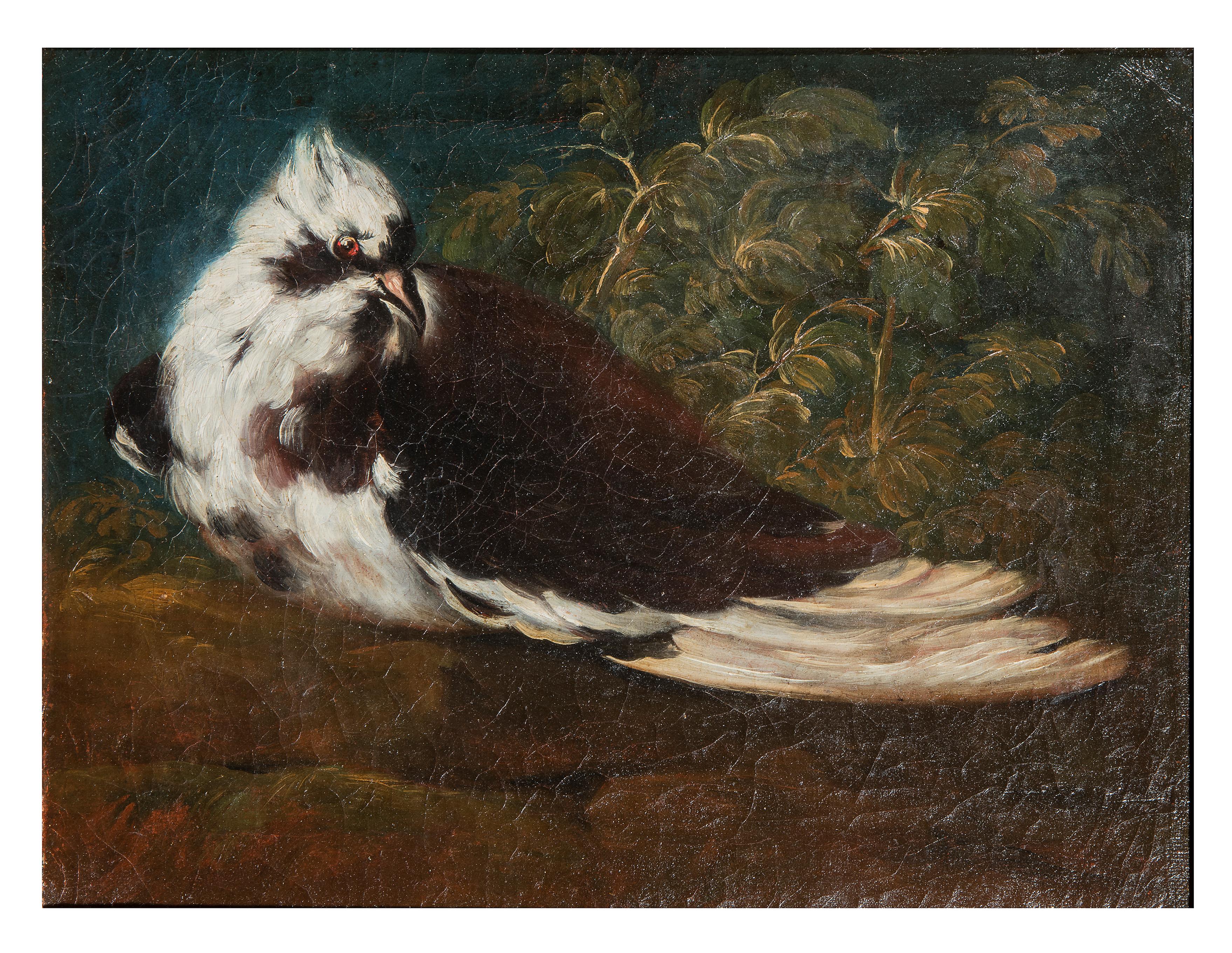 Domenico Guidobono (Savona, Italien, 1668 - Neapel, Italien, 1746)
Titel: Lebendige Nature mit Taube
Medium: Öl auf Leinwand
Maße: ohne Rahmen 28,5 x 37,2 cm - mit Rahmen 36,7 x 45,4 x 3,7 cm
Nicht unterzeichnet 

Gutachten von Anna Orlando,