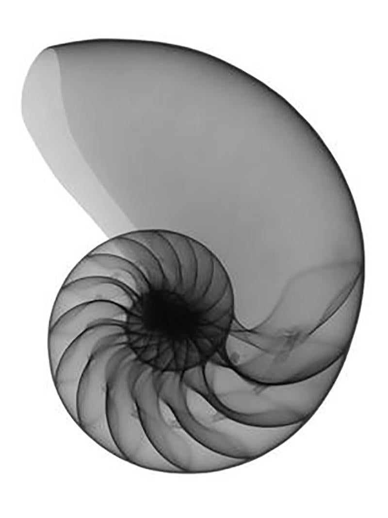 Don Dudenbostel Black and White Photograph - Chambered Nautilus #1