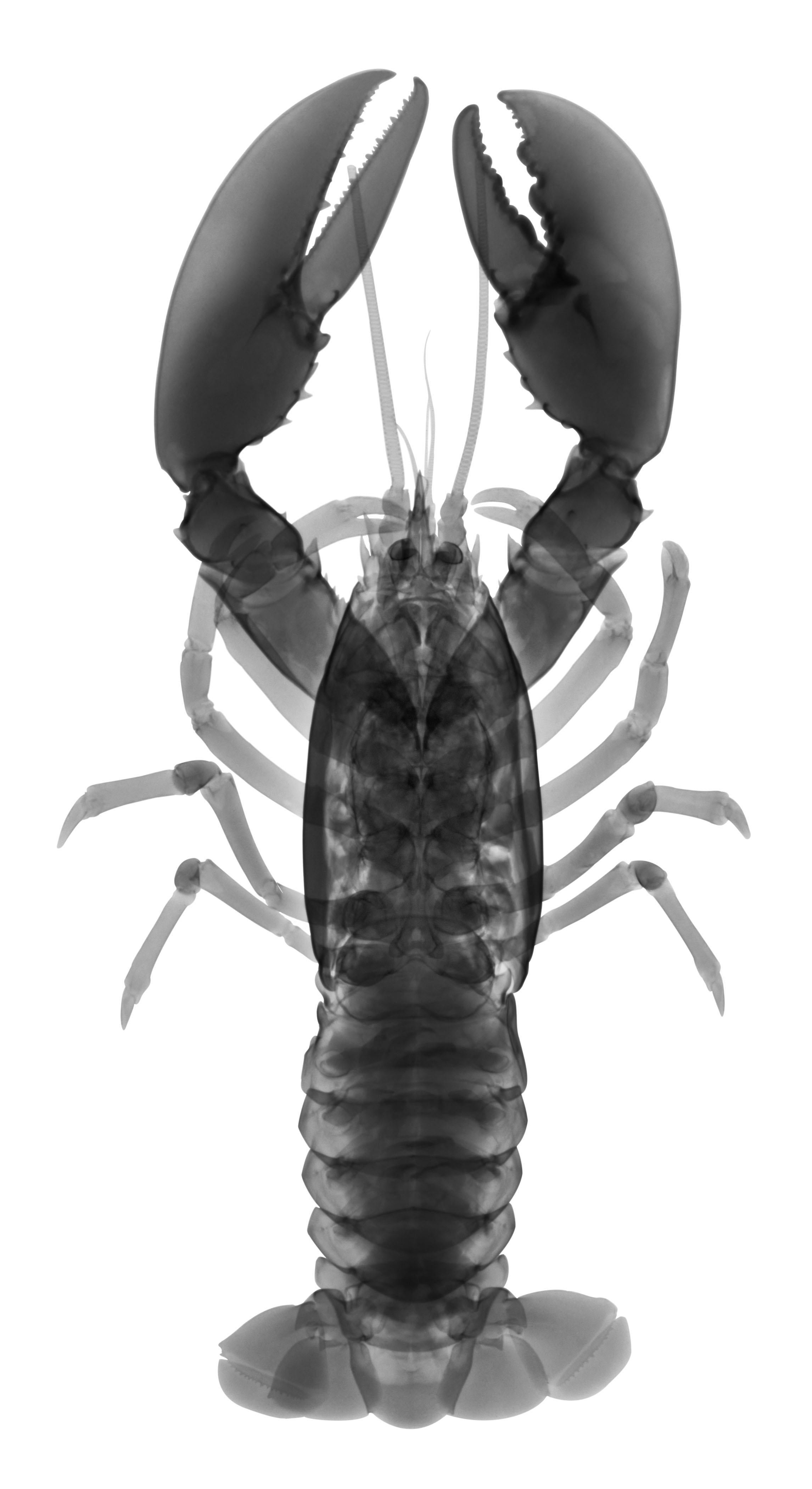 Don Dudenbostel Black and White Photograph - Lobster