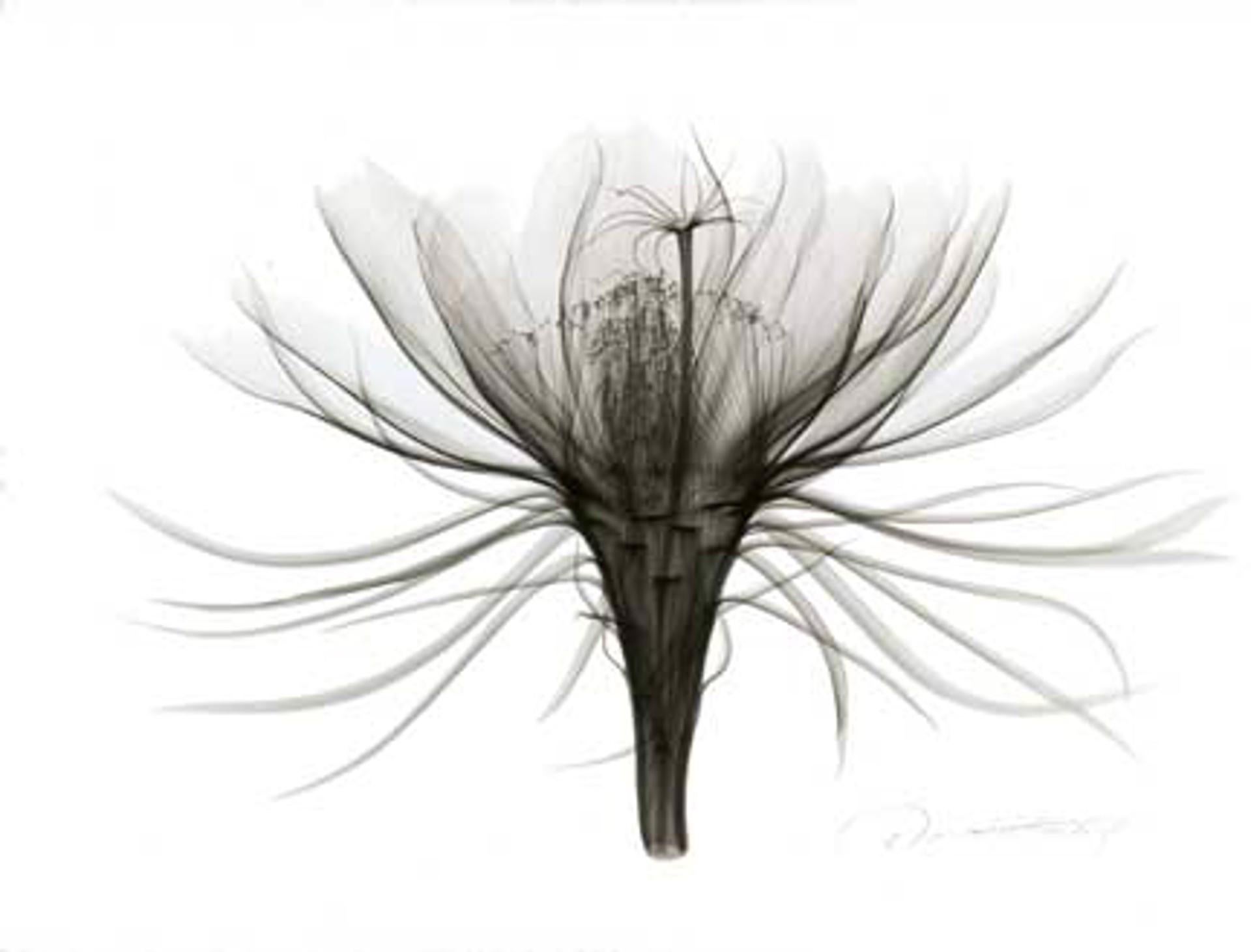 Don Dudenbostel Black and White Photograph - Night Blooming Cereus