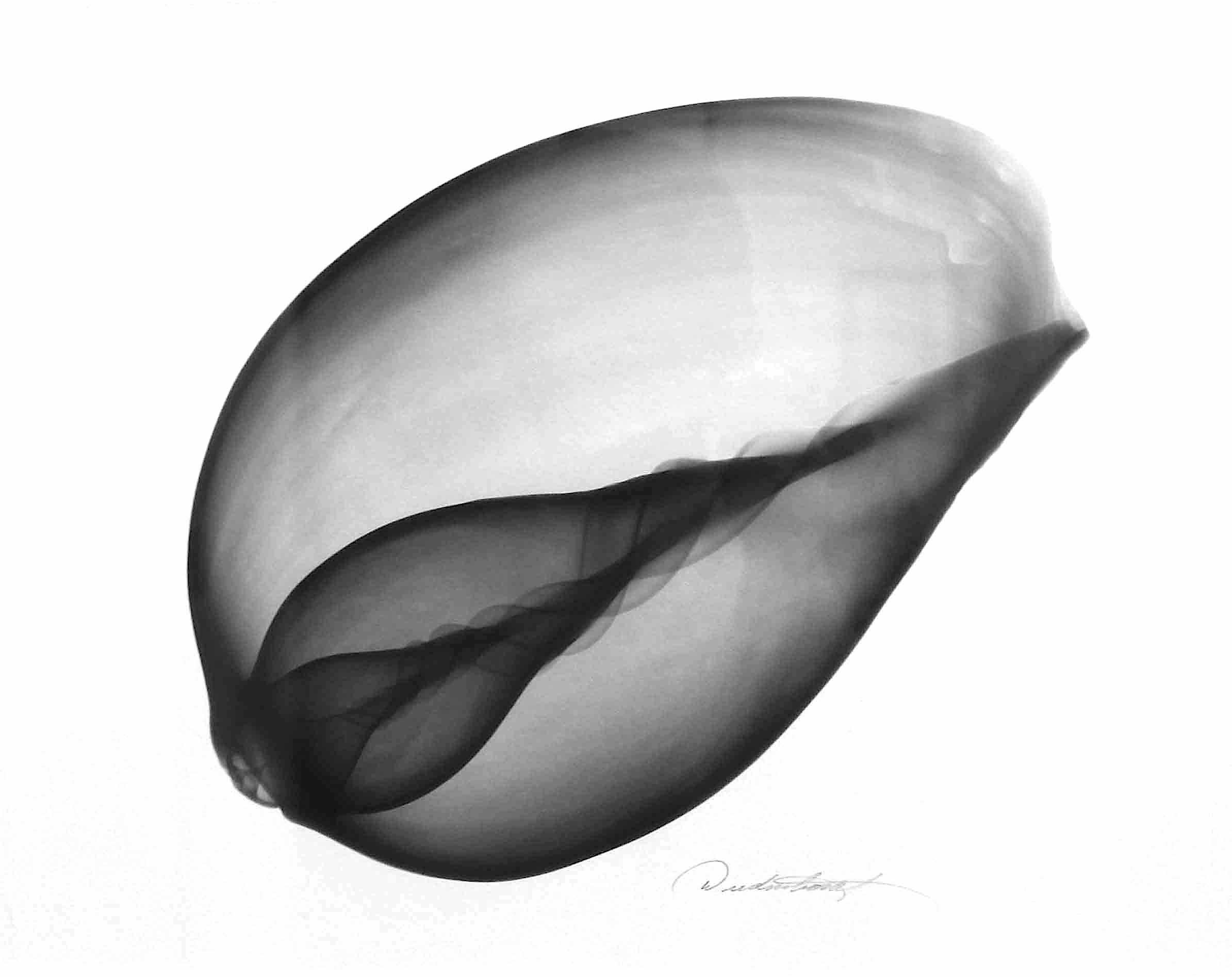 Don Dudenbostel Black and White Photograph - Seashell