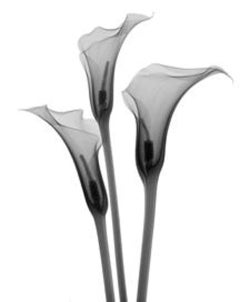 Three Callas