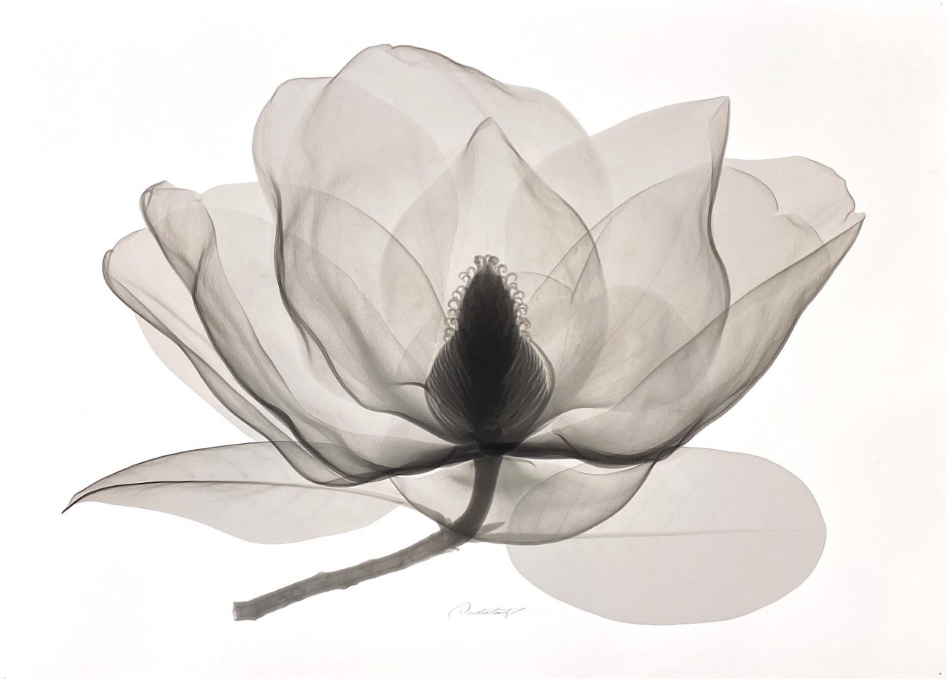 Don Dudenbostel Abstract Print - Southern Magnolia