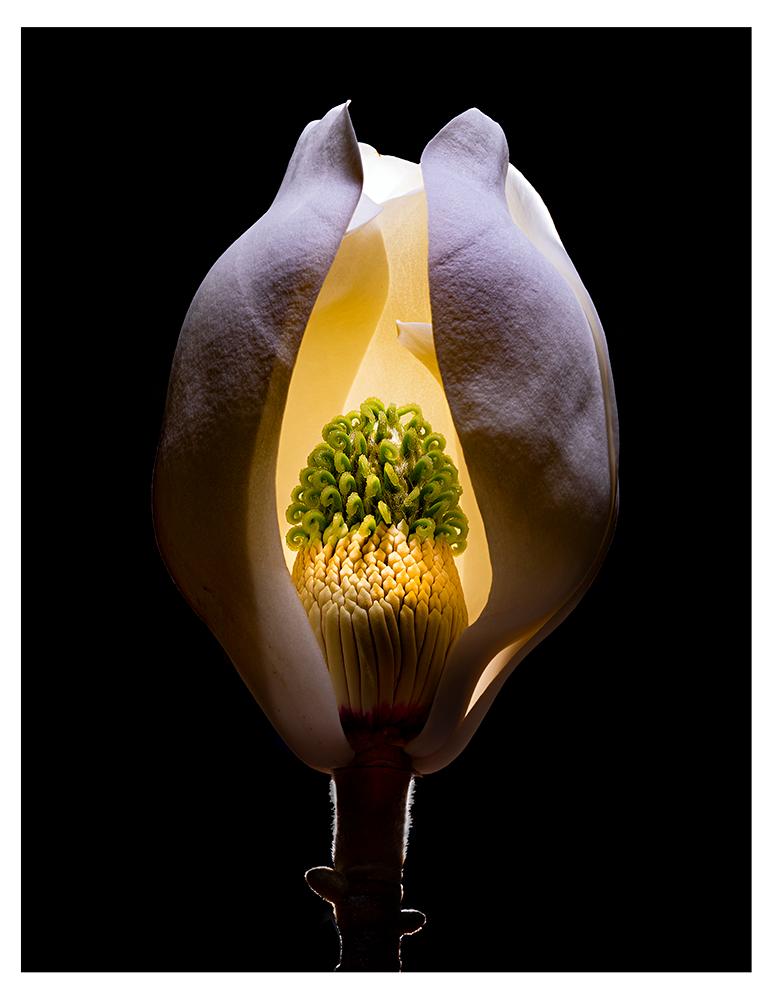 Color Photograph Don Netzer - Blossom Magnolia n°1
