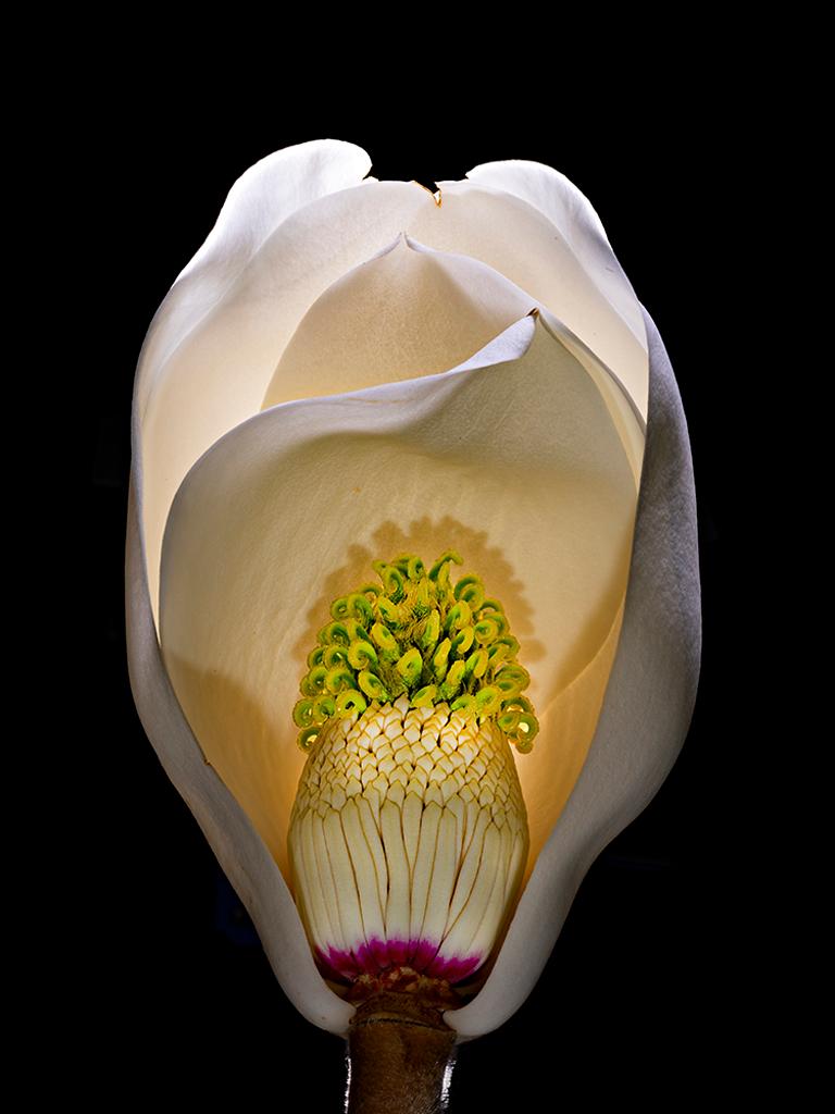 Don Netzer Color Photograph - Magnolia Blossom #3