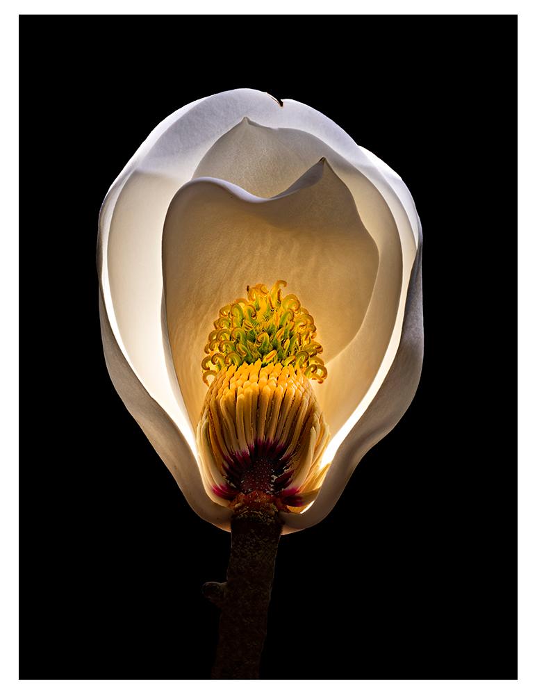 Color Photograph Don Netzer - Blossom Magnolia n°4