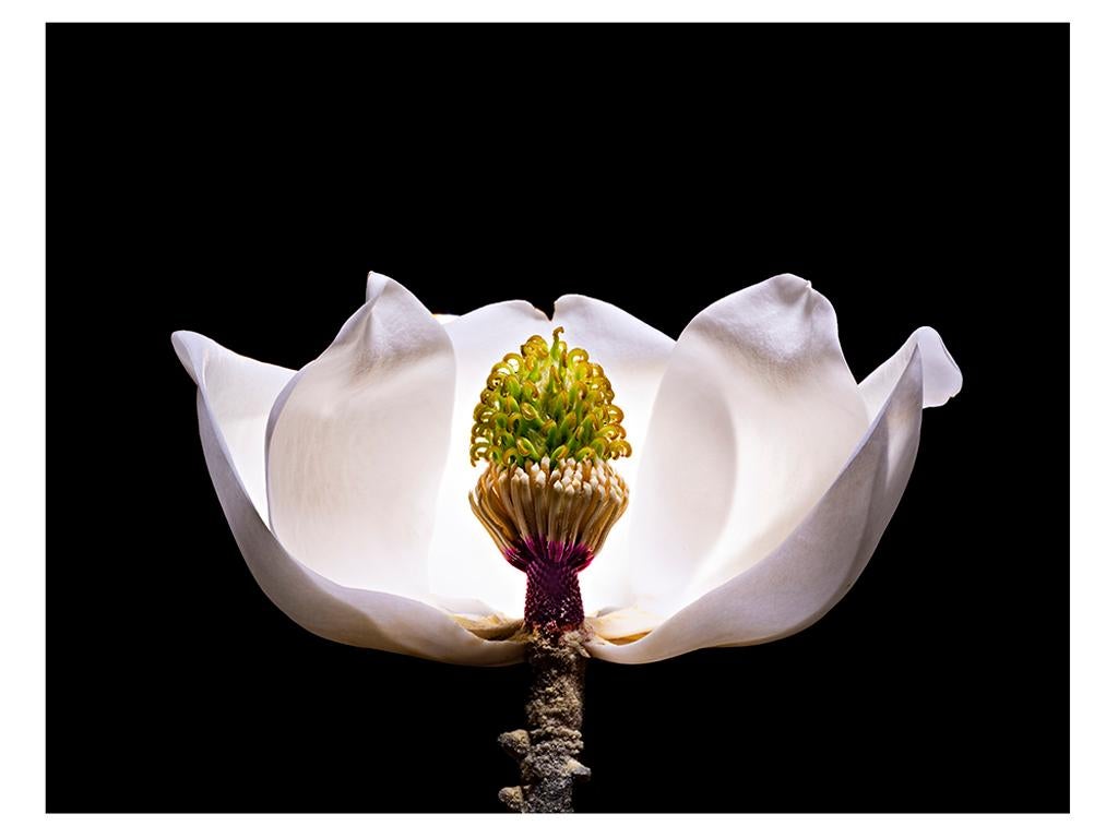 Don Netzer Still-Life Photograph - Magnolia Blossom #5