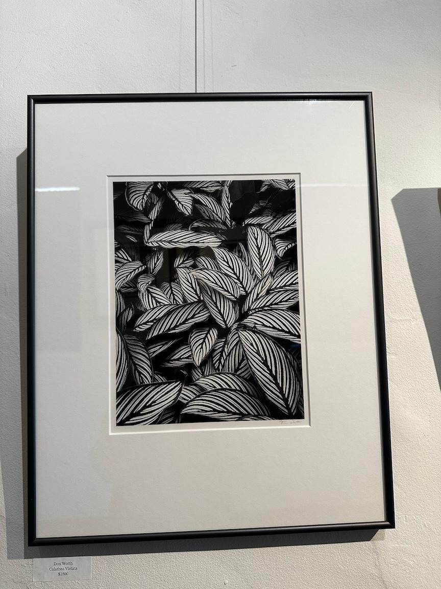 Calathea Vittata, Oahu, Hawaï - Photograph de Don Worth