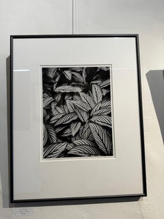 Calathea Vittata, Oahu, Hawaii