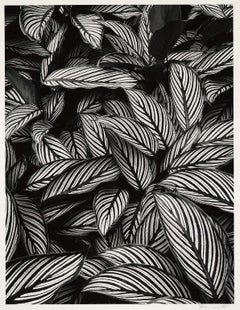Calathea Vittata, Oahu, Hawaii