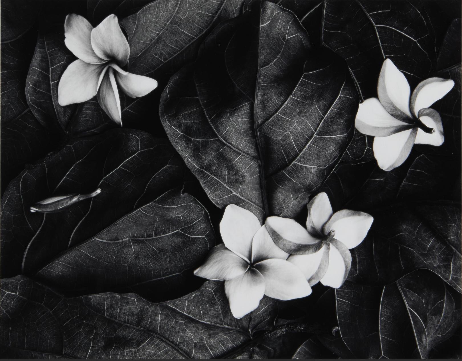 Black and White Photograph de Don Worth - Flores de Plumeria, Hilo Hawaii