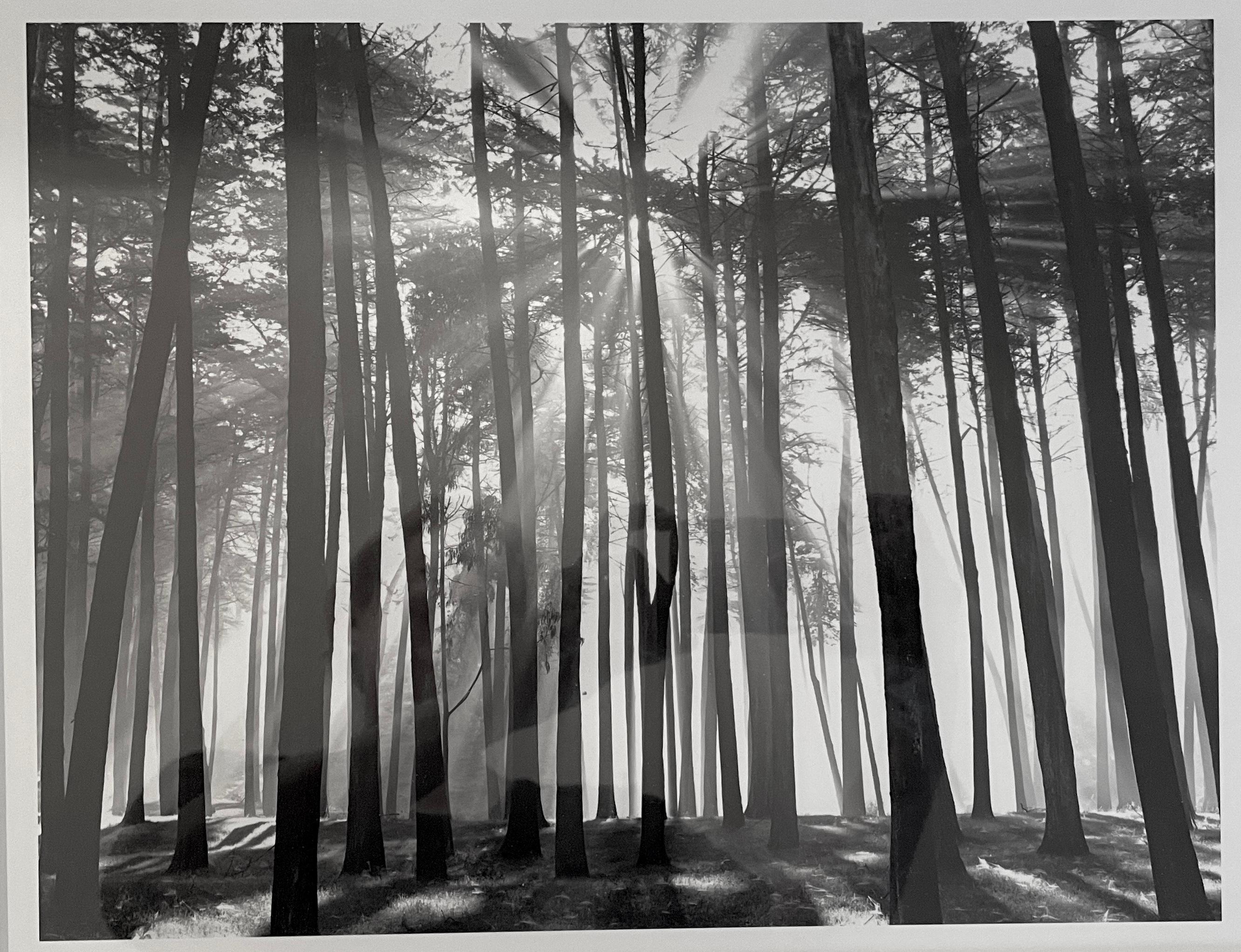 Black and White Photograph de Don Worth - Rayo de Sol, Presidio de San Francisco, California (Árboles con luz solar)